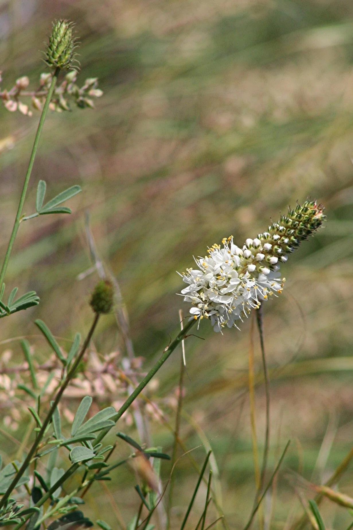 1000 WHITE PRAIRIE CLOVER Dalea Candida Flower Seeds - Image 6