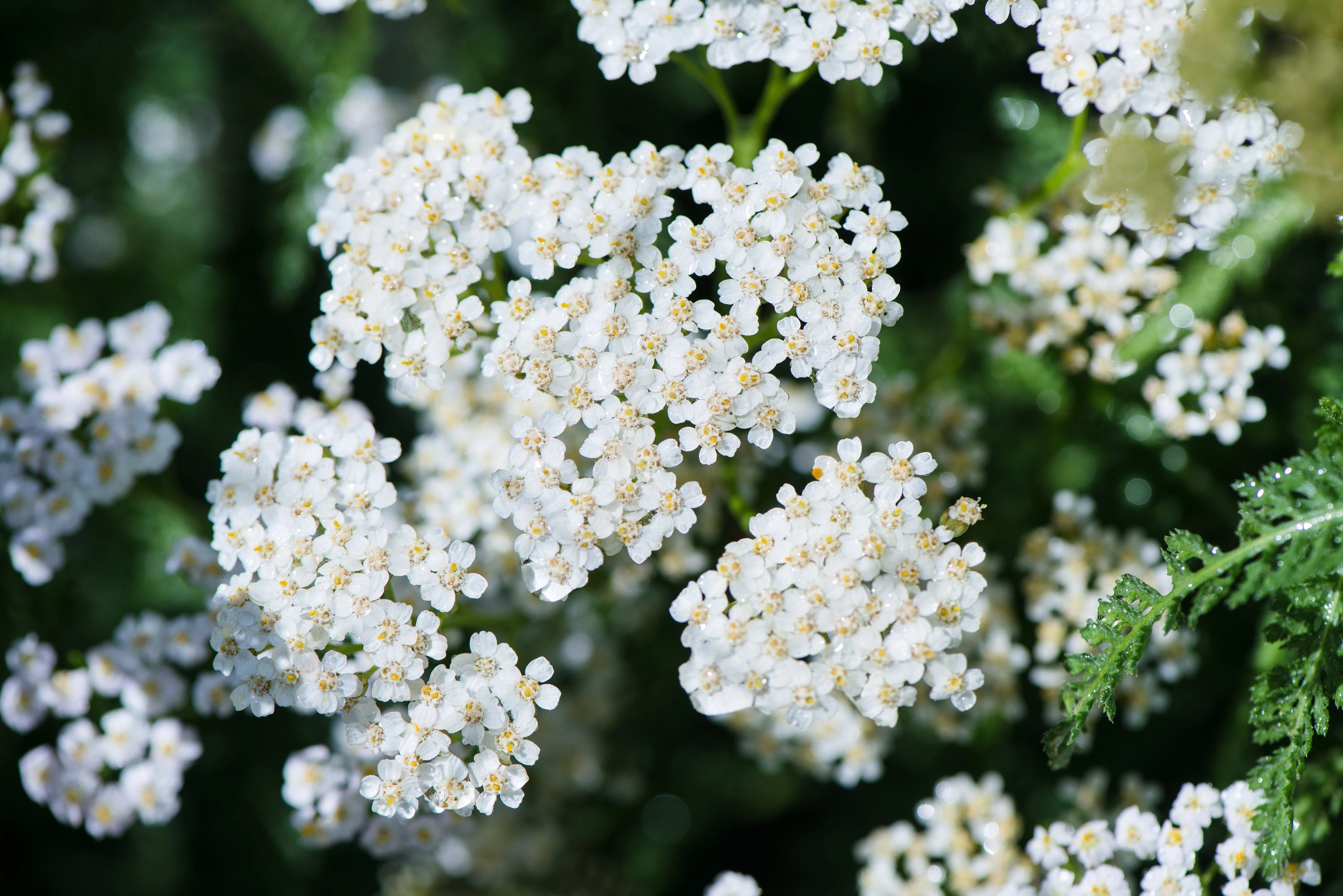 1000 WHITE YARROW Achillea Millefolium Flower Seeds - Image 6