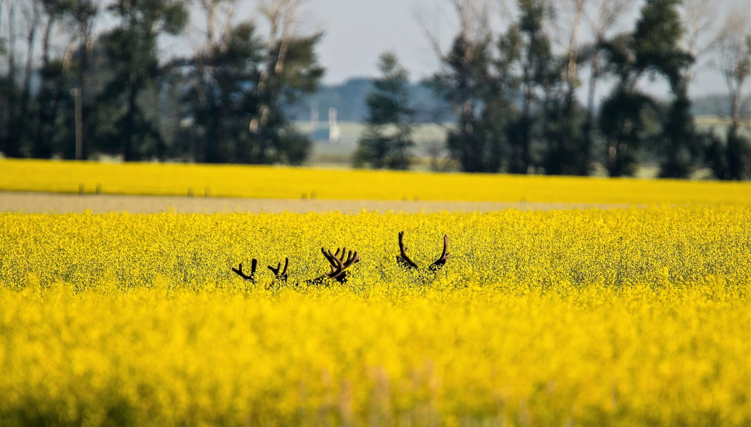 1000 ' WICHITA ' Winter CANOLA Brassica Napus Rape Oilseed Cover Crop Seeds - Image 4