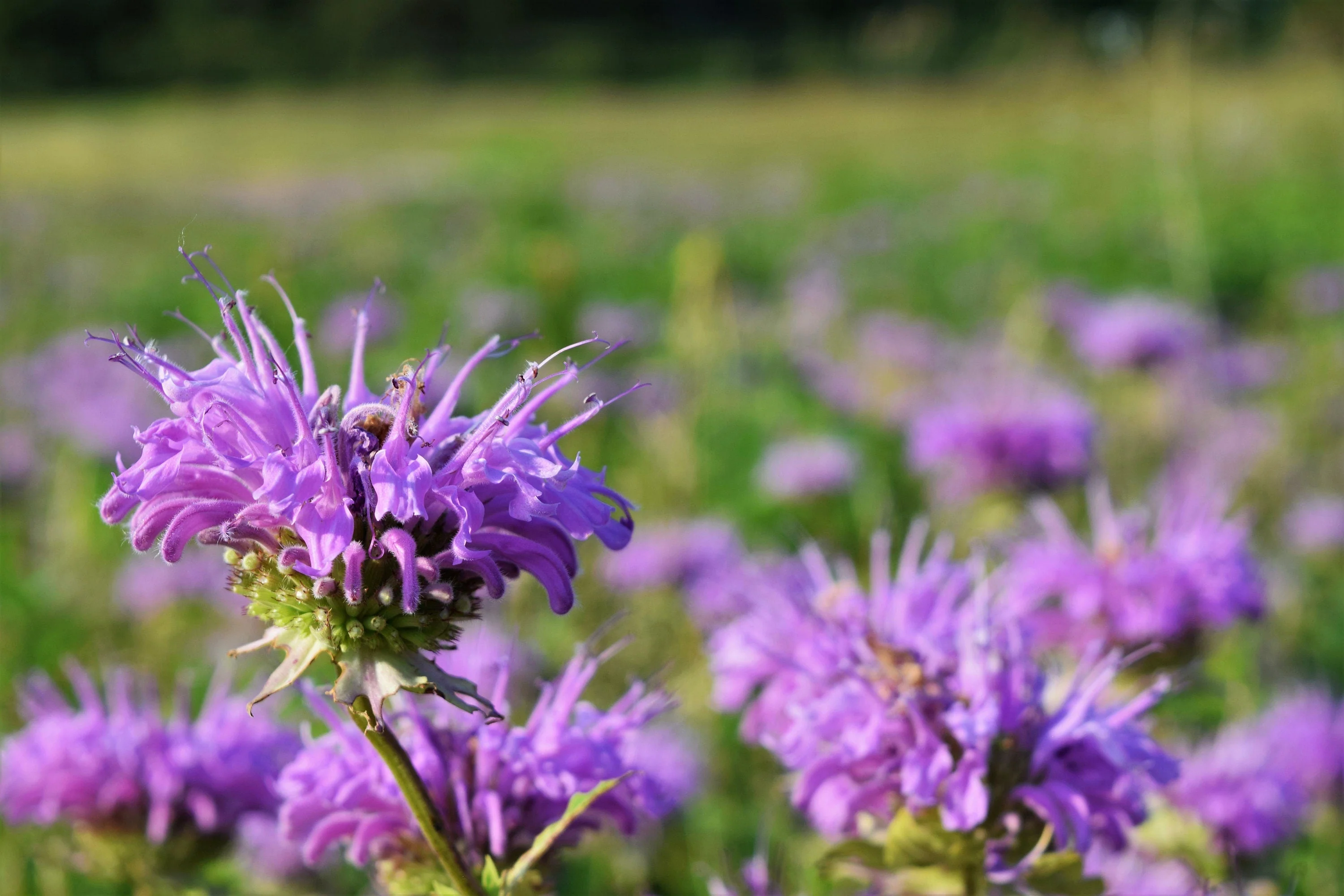 1000 WILD BERGAMOT Monarda Fistulosa aka Mintleaf Bee Balm & Oswego Tea Native Herb Purple Flower Seeds - Image 2