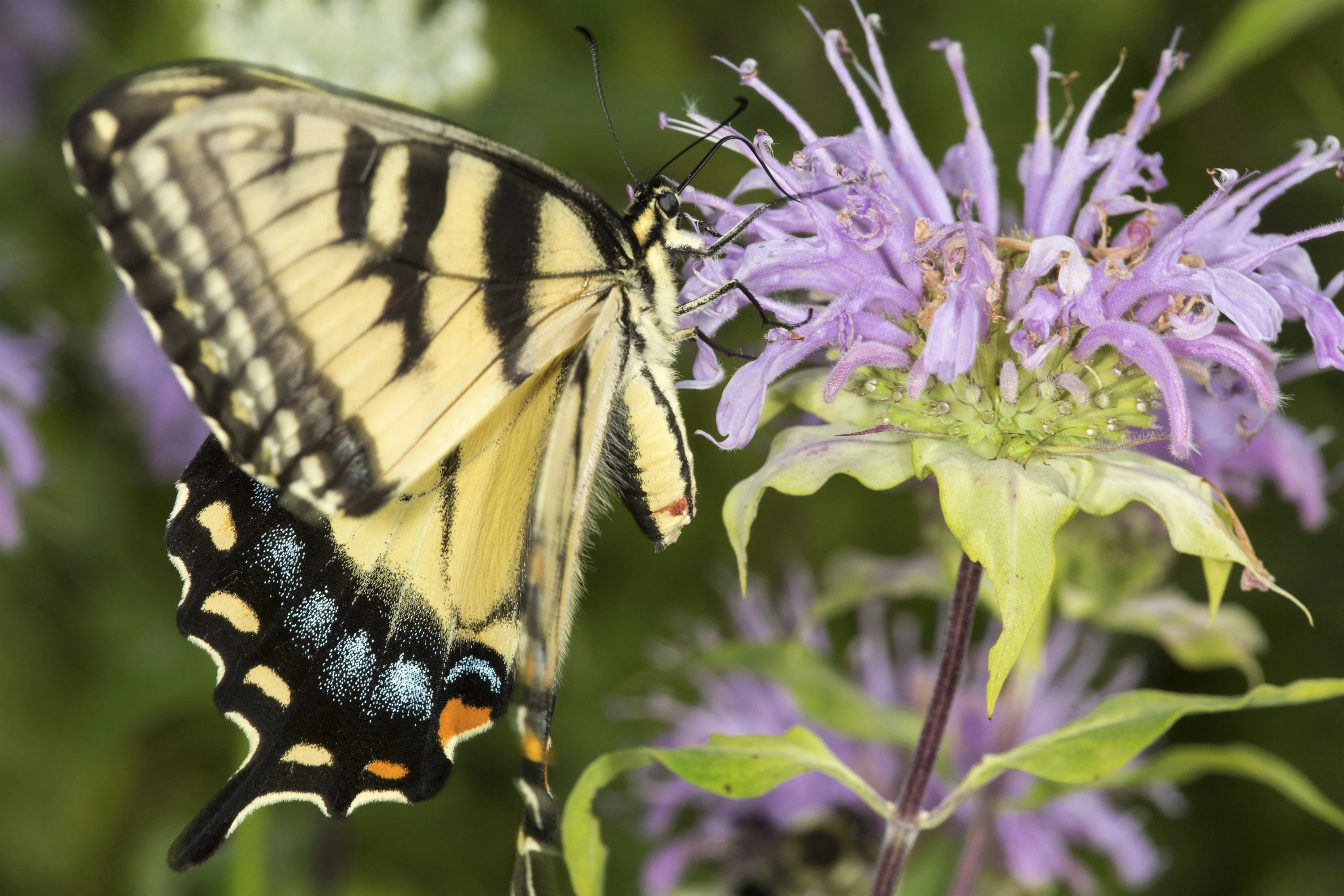 1000 WILD BERGAMOT Monarda Fistulosa aka Mintleaf Bee Balm & Oswego Tea Native Herb Purple Flower Seeds - Image 3