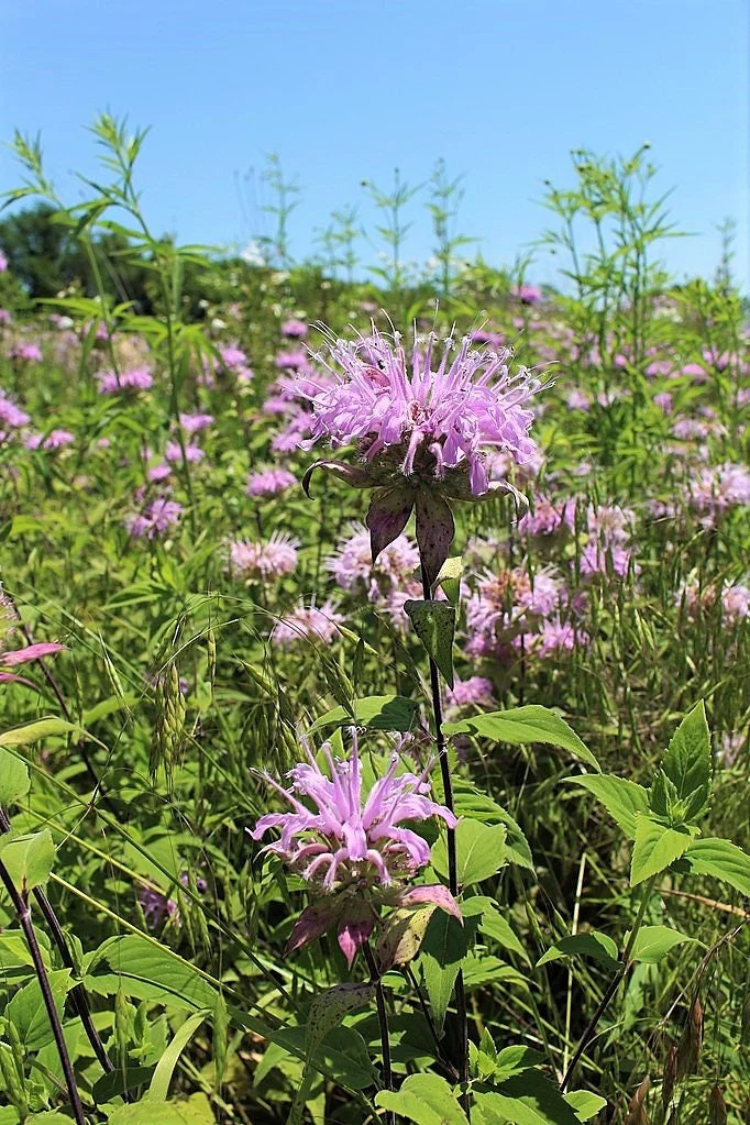 1000 WILD BERGAMOT Monarda Fistulosa aka Mintleaf Bee Balm & Oswego Tea Native Herb Purple Flower Seeds - Image 6