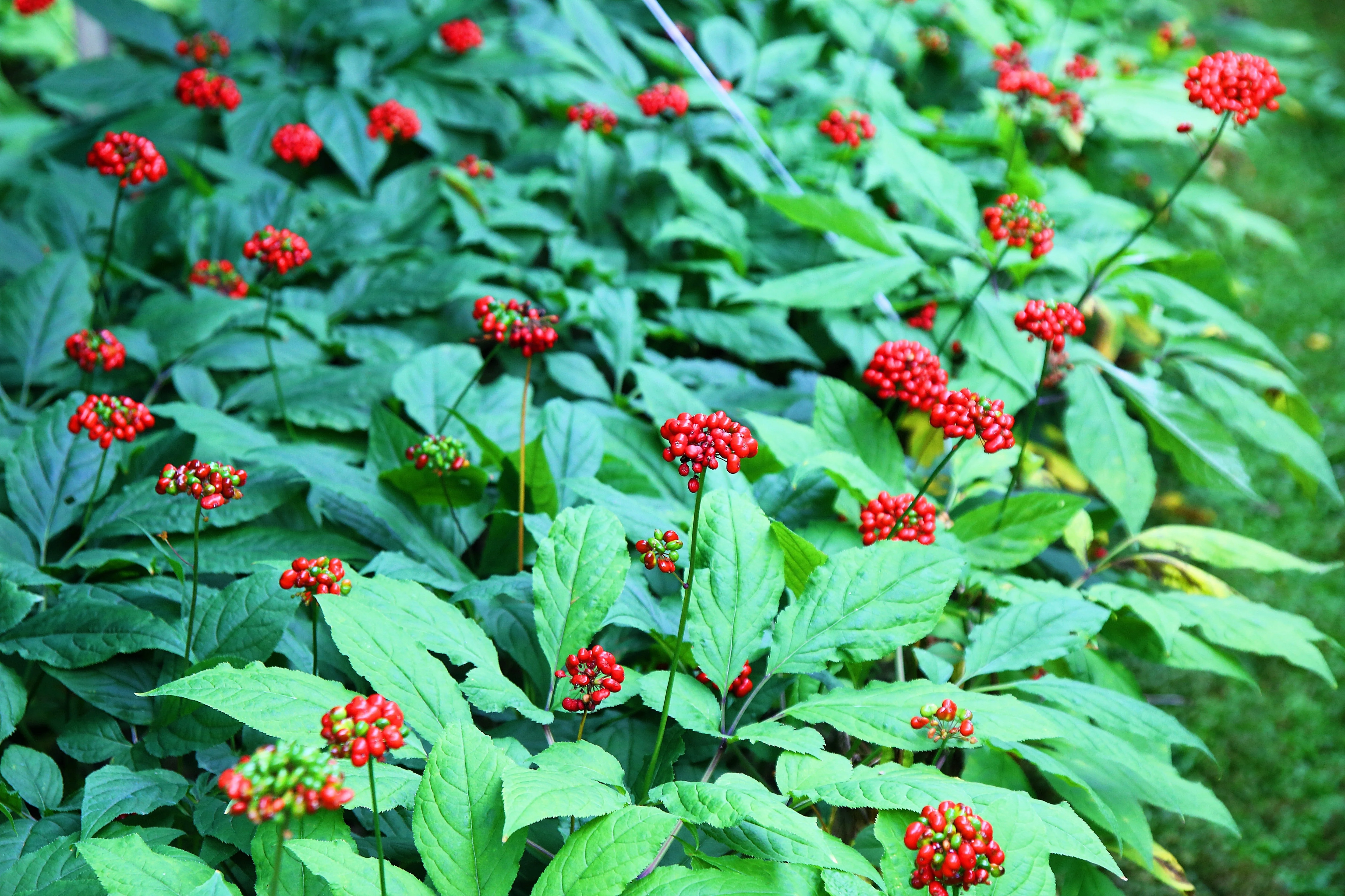 15 Asian KOREAN GINSENG Panax Shade Chinese Herb Seeds - Image 5