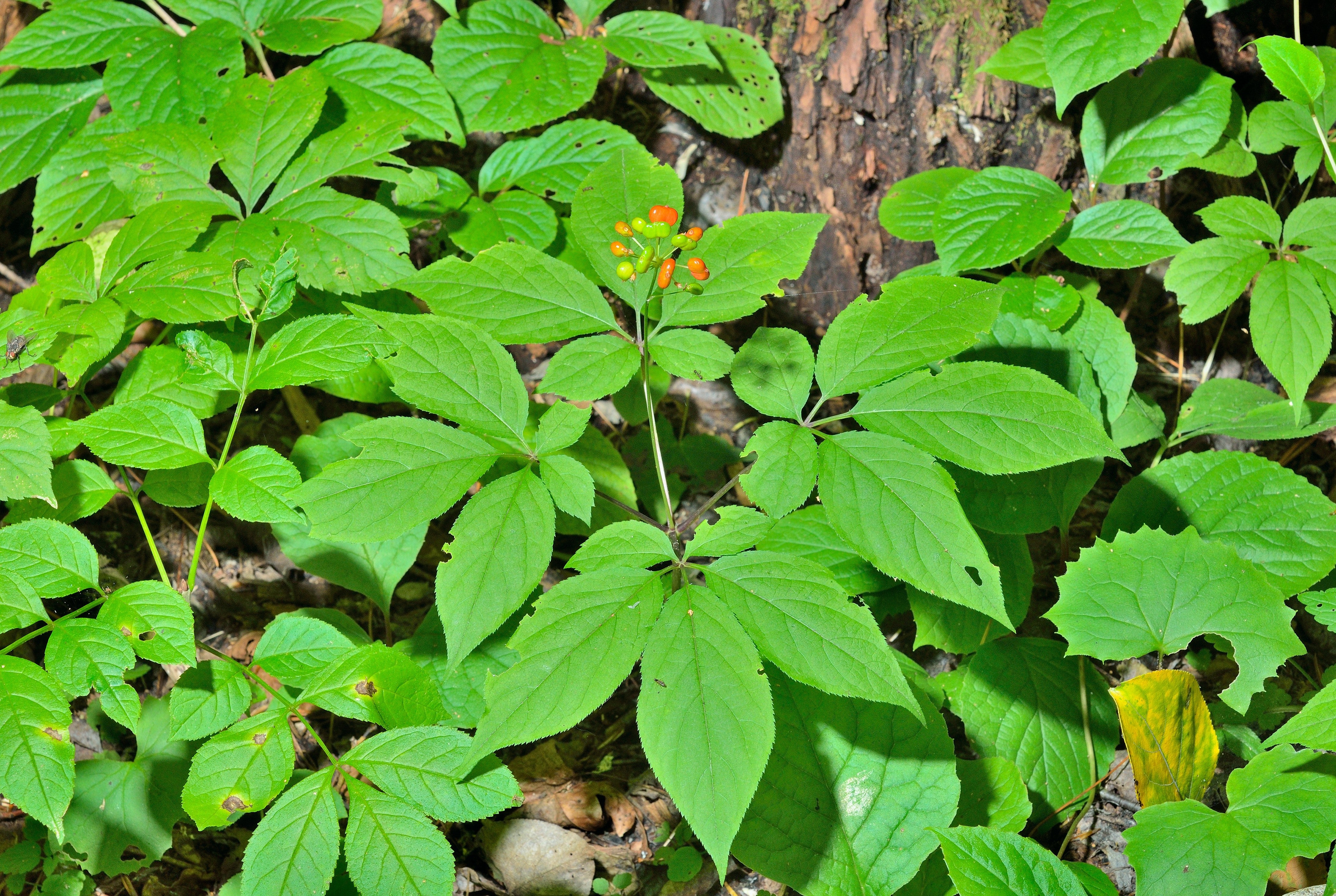 15 Asian KOREAN GINSENG Panax Shade Chinese Herb Seeds - Image 6