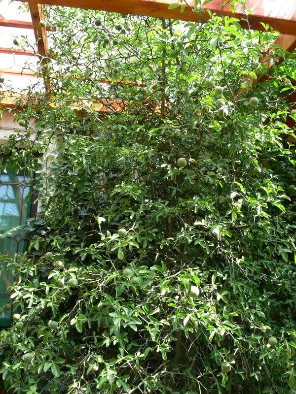 15 CHOCOLATE VINE Edible Fruit Akebia Trifoliata Flower Ornamental Climber Seeds - Image 2