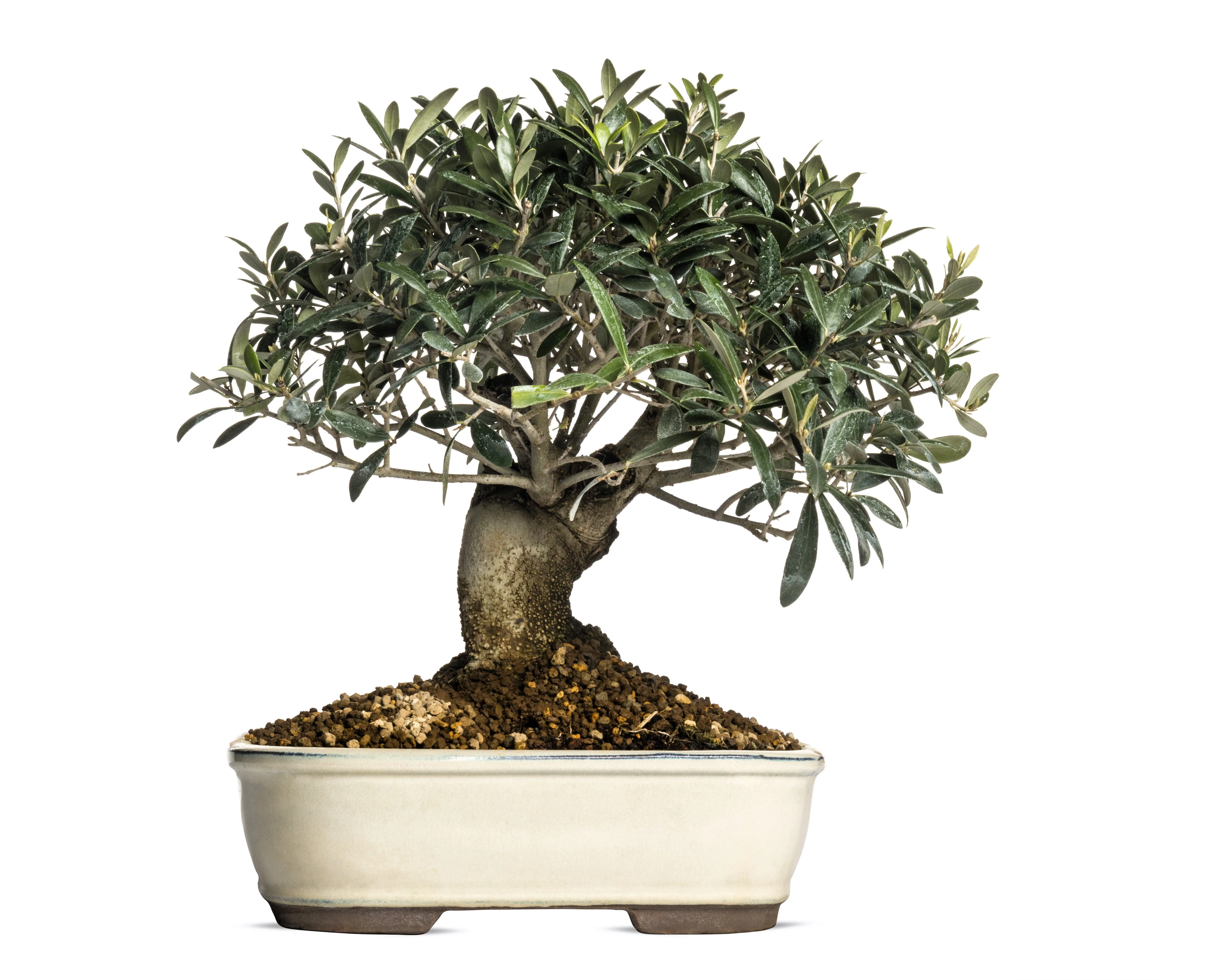 15 EUROPEAN OLIVE TREE Olea Europaea Edible Common Green Black Fruit Seeds - Image 10