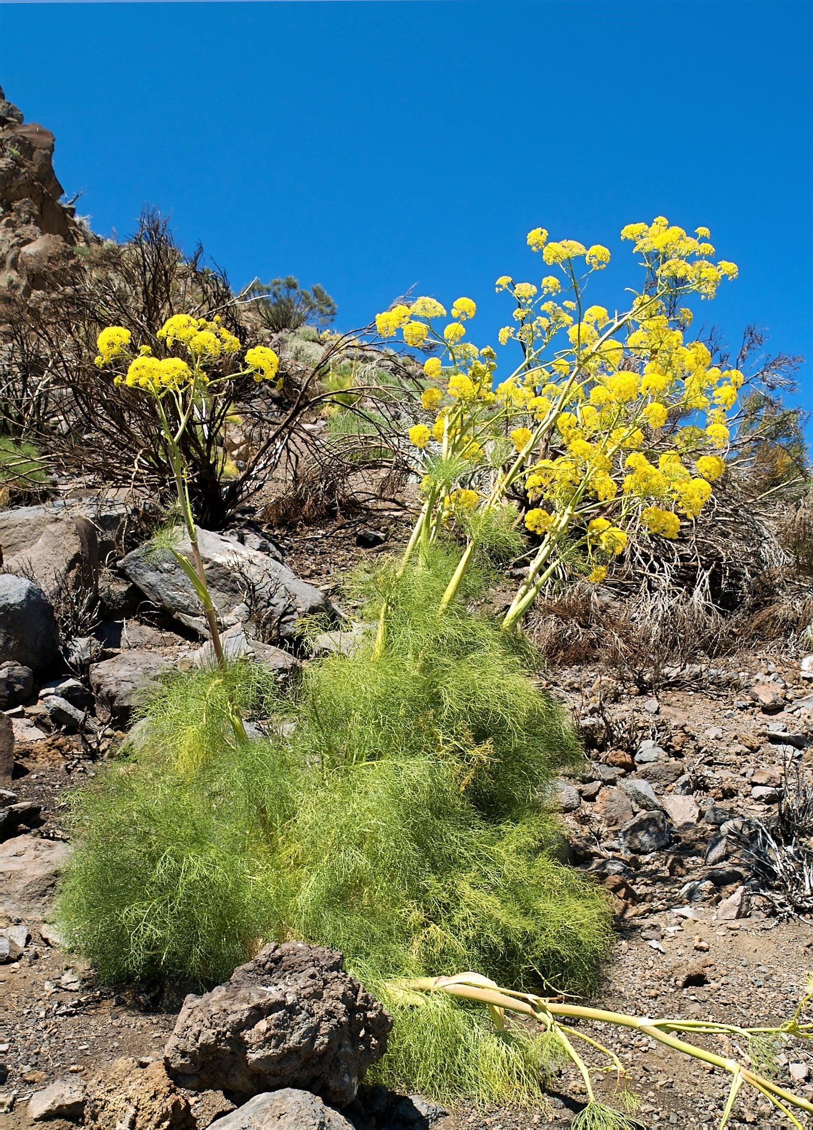 15 GIANT FENNEL Ferula Communis Gigantea Yellow Flower Herb Seeds - Image 3
