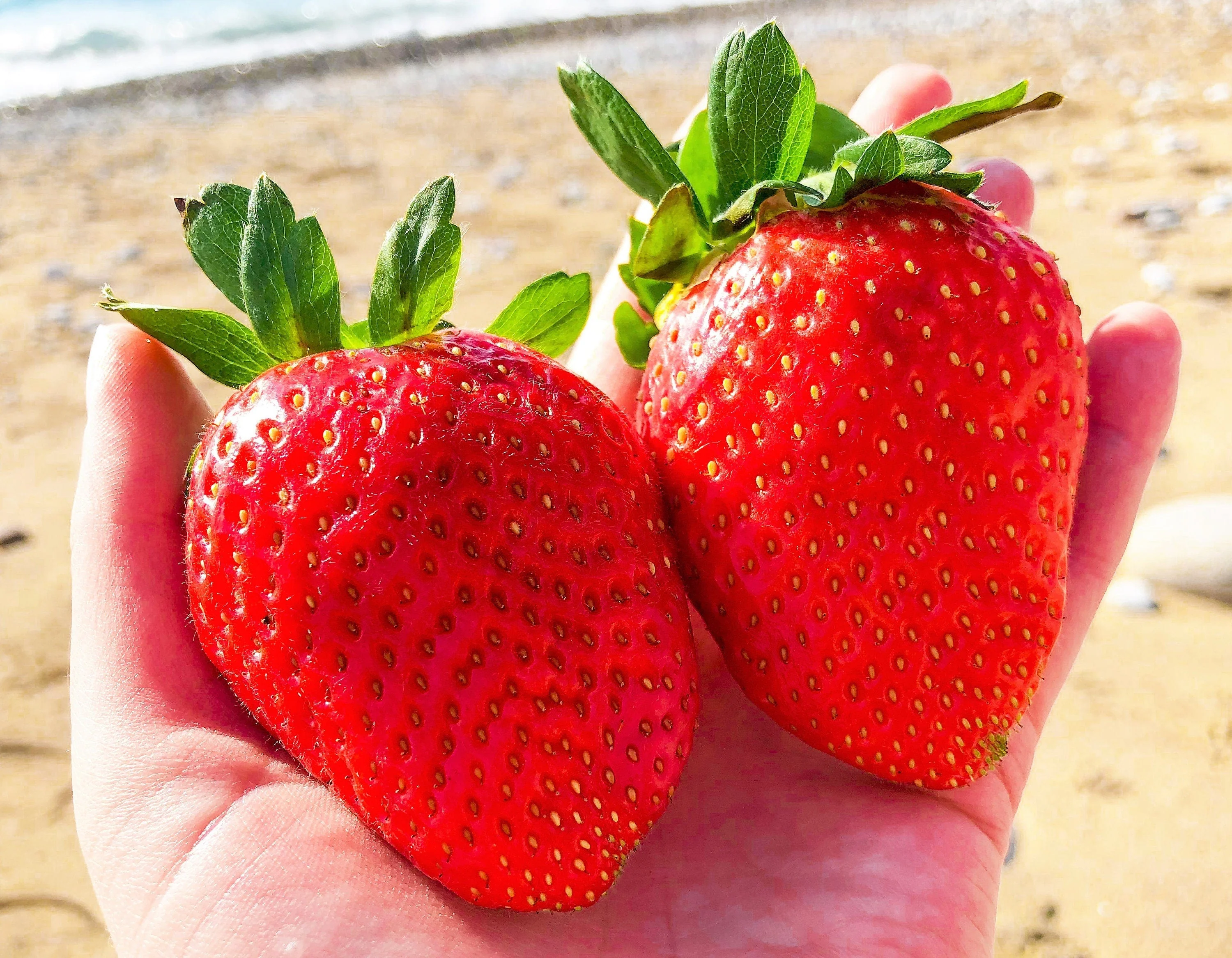 15 GIANT STRAWBERRY Fragaria spp June Bearing Huge Red Berry Fruit White Flower Seeds - Image 3