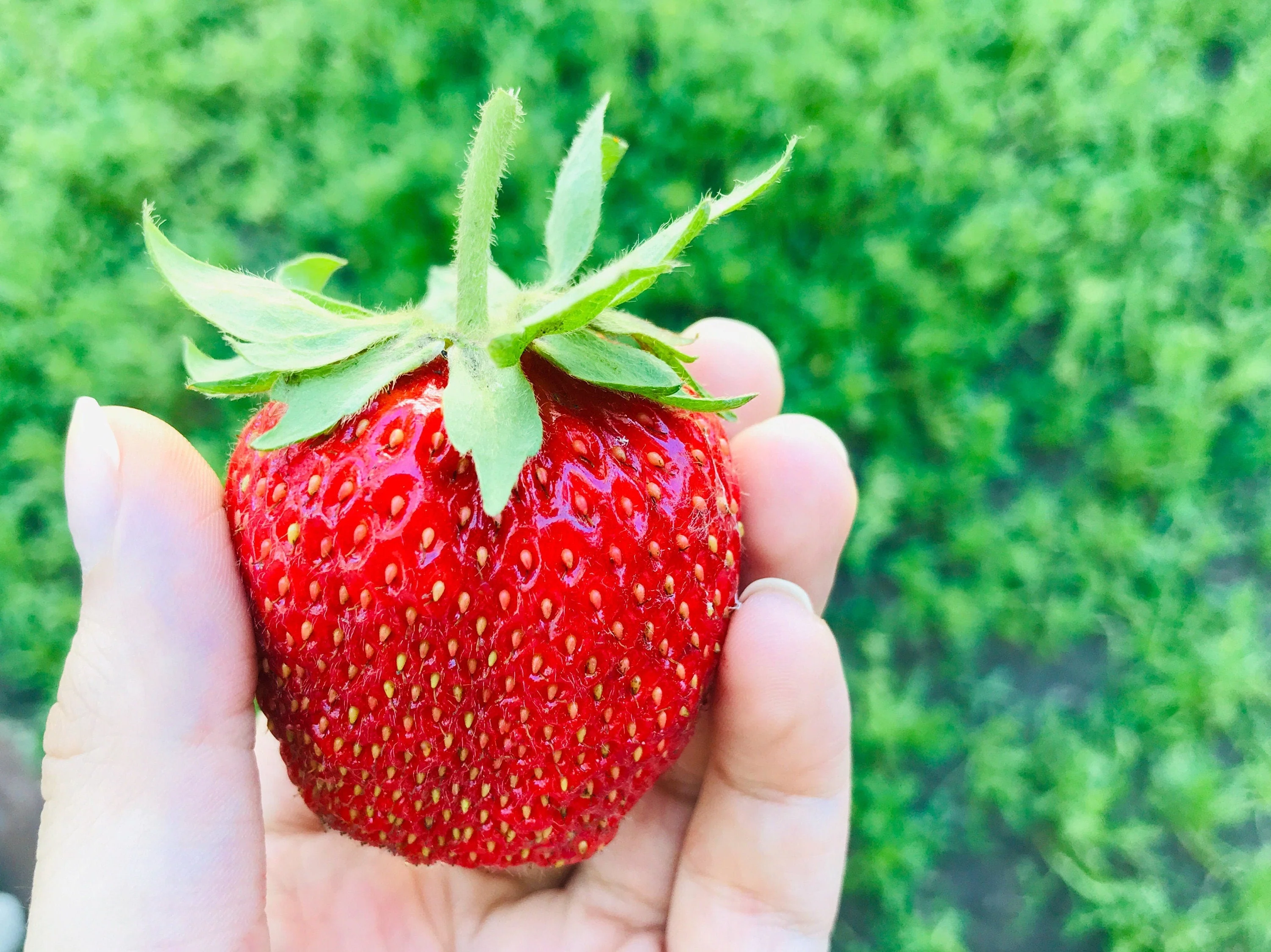 15 GIANT STRAWBERRY Fragaria spp June Bearing Huge Red Berry Fruit White Flower Seeds - Image 8