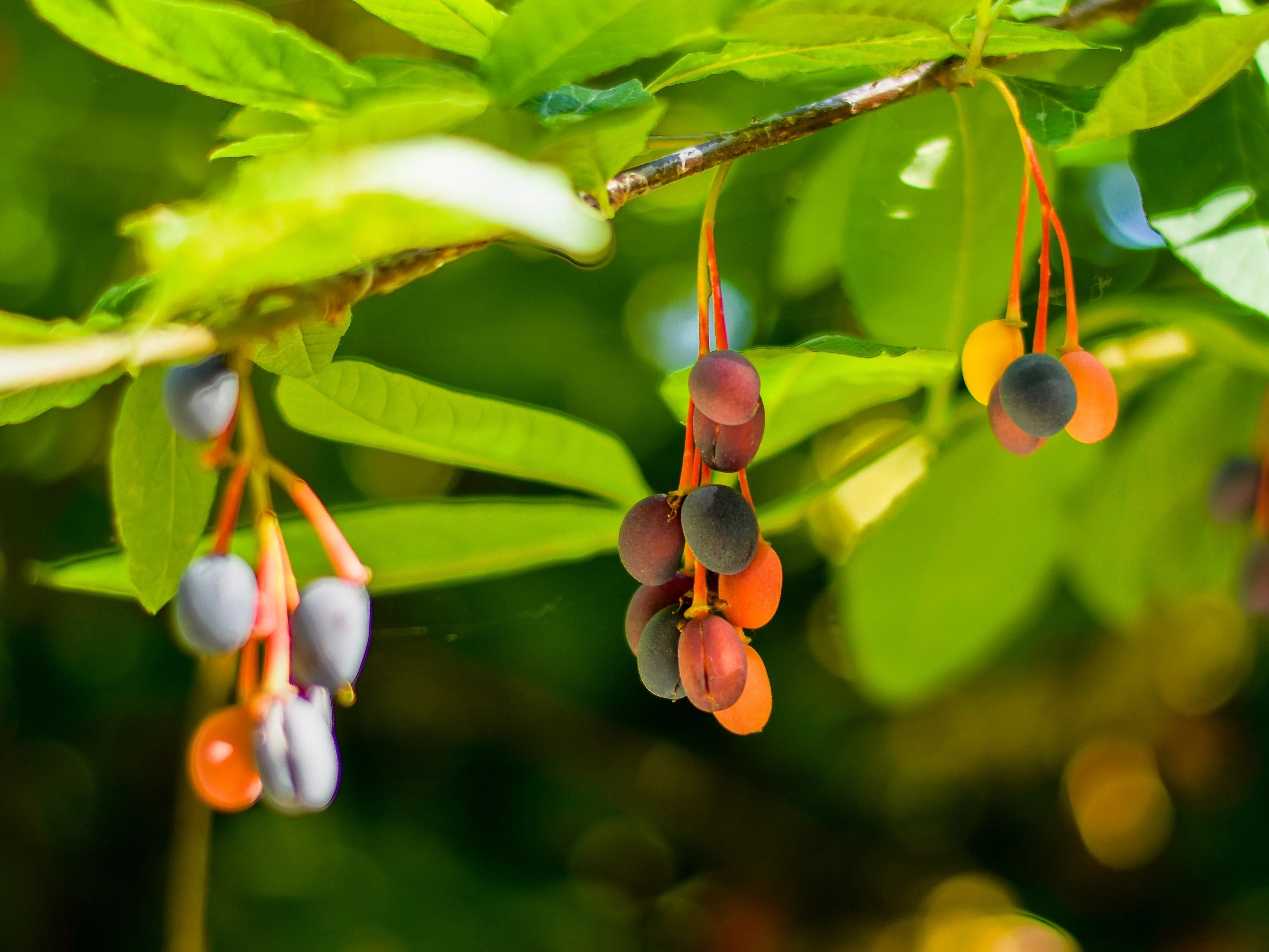 15 INDIAN PLUM Osoberry Oregon Oso Berry Oemleria Cerasiformis Fruit Shrub Seeds - Image 7