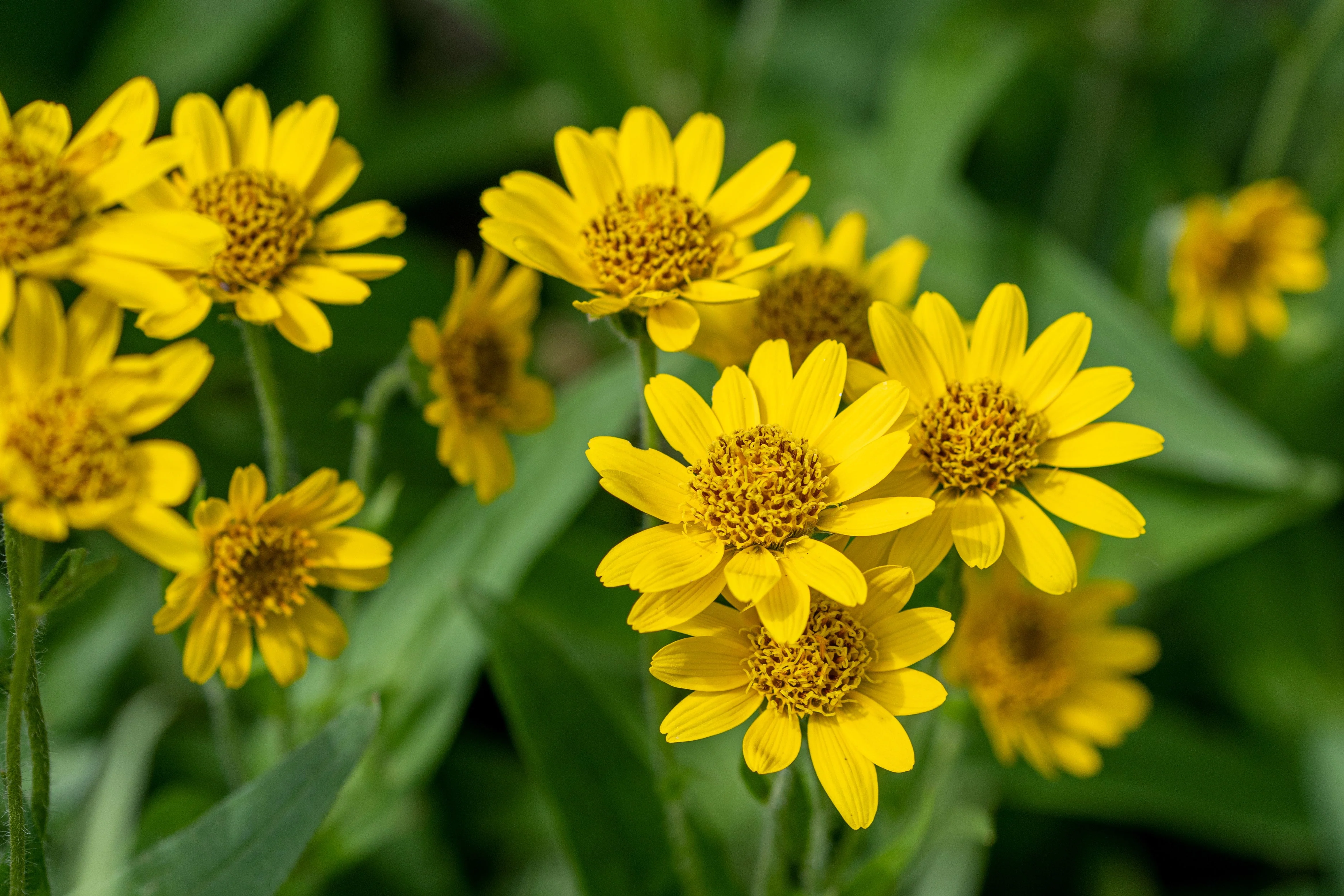 15 MOUNTAIN ARNICA Montana Wolf's Bane Yellow Flower Herb Seeds - Image 3