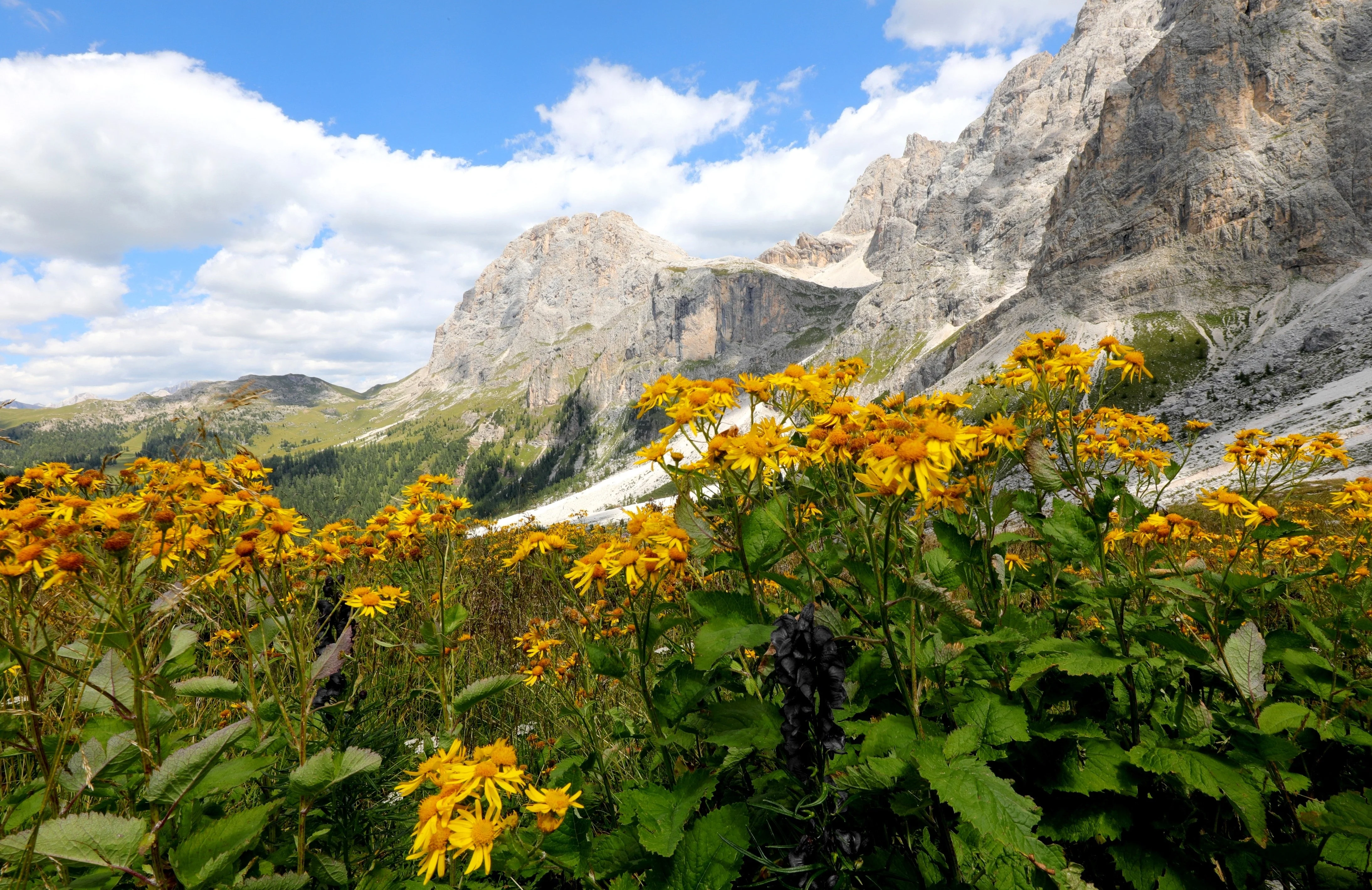 15 MOUNTAIN ARNICA Montana Wolf's Bane Yellow Flower Herb Seeds - Image 7