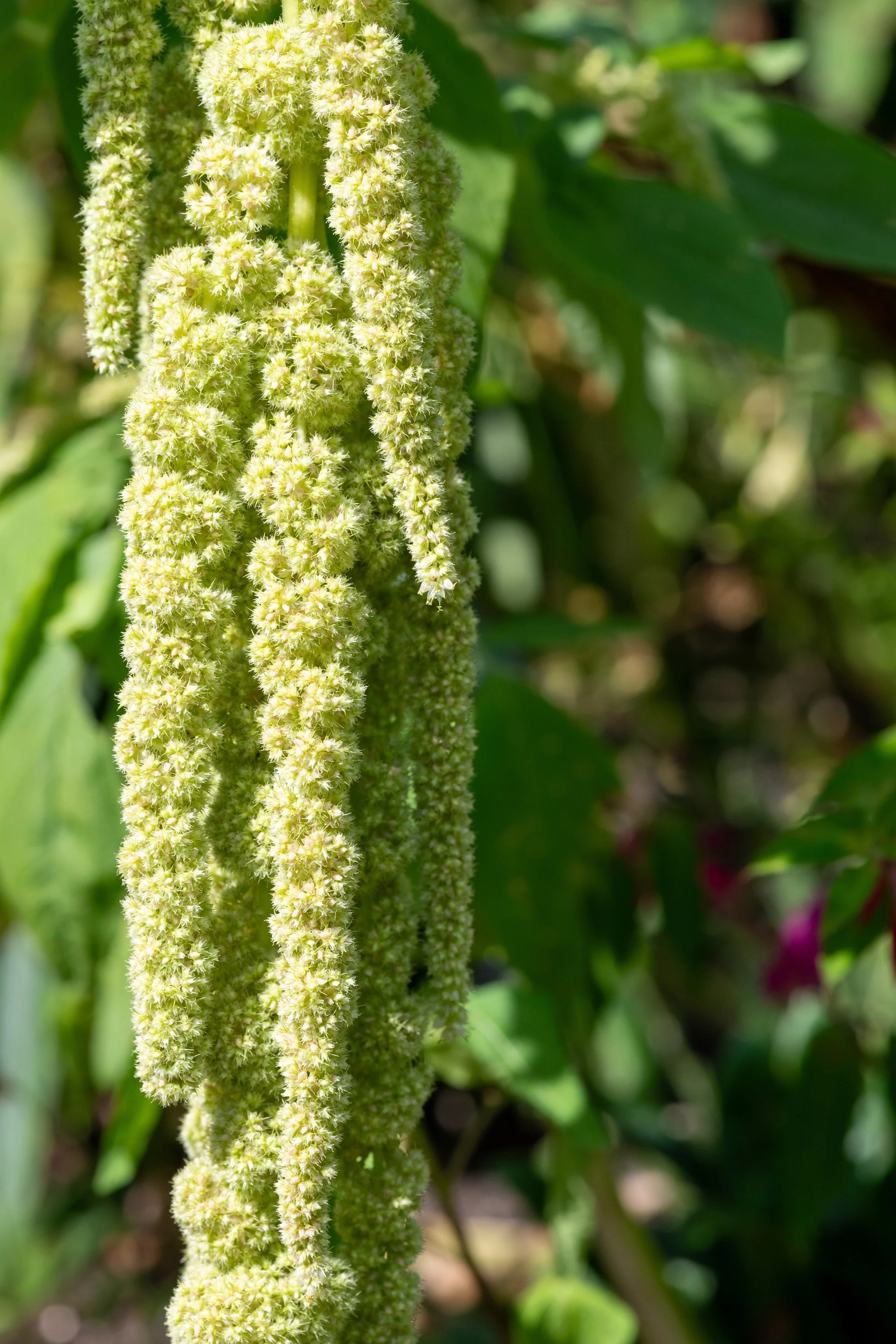 150 AMARANTHUS GREEN TAILS Amaranthus Caudatus Flower Seeds - Image 6