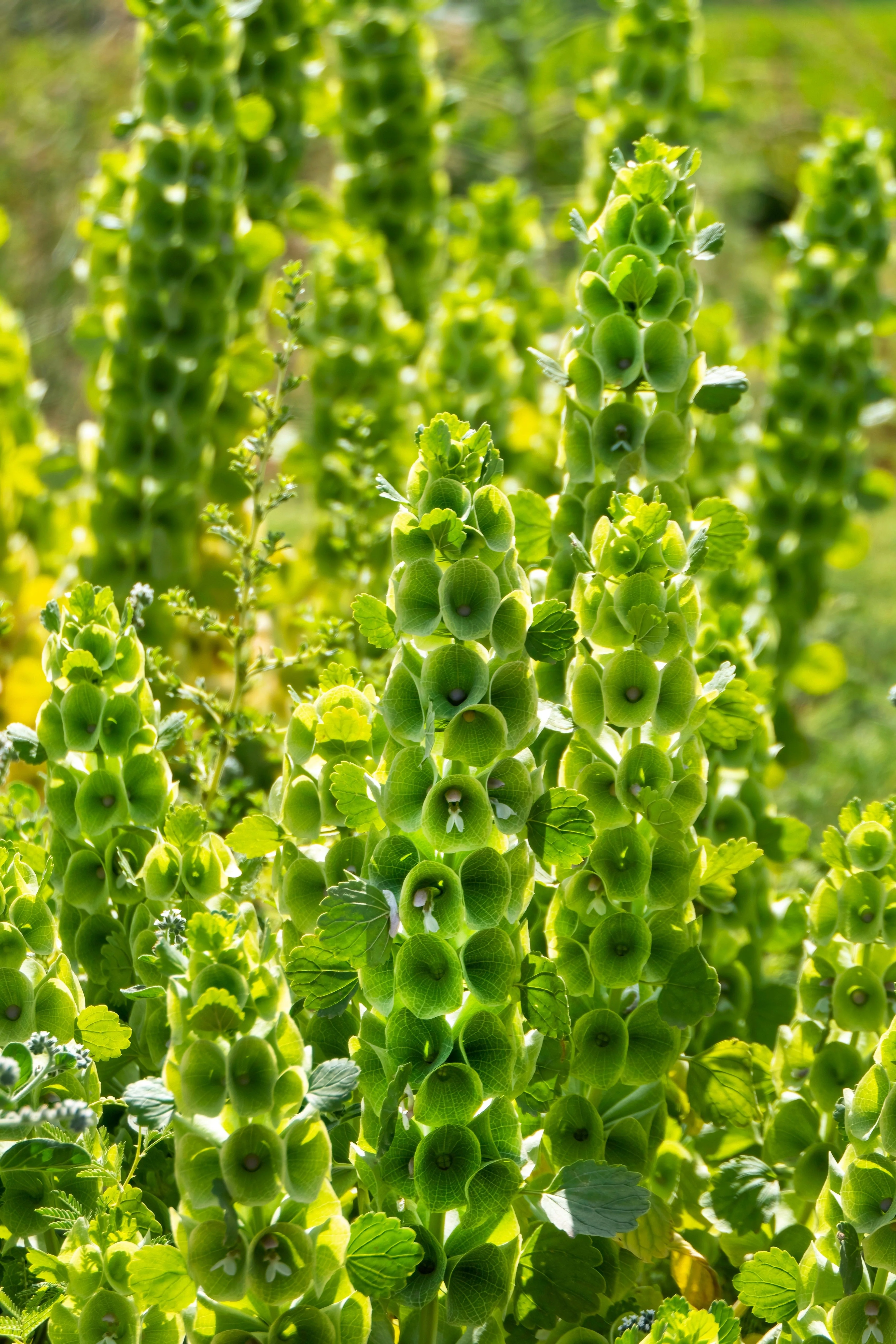 150 BELLS OF IRELAND ( Lady In The Bathtub / Shell Flower ) Moluccella Laevis Green Flower Seeds - Image 9