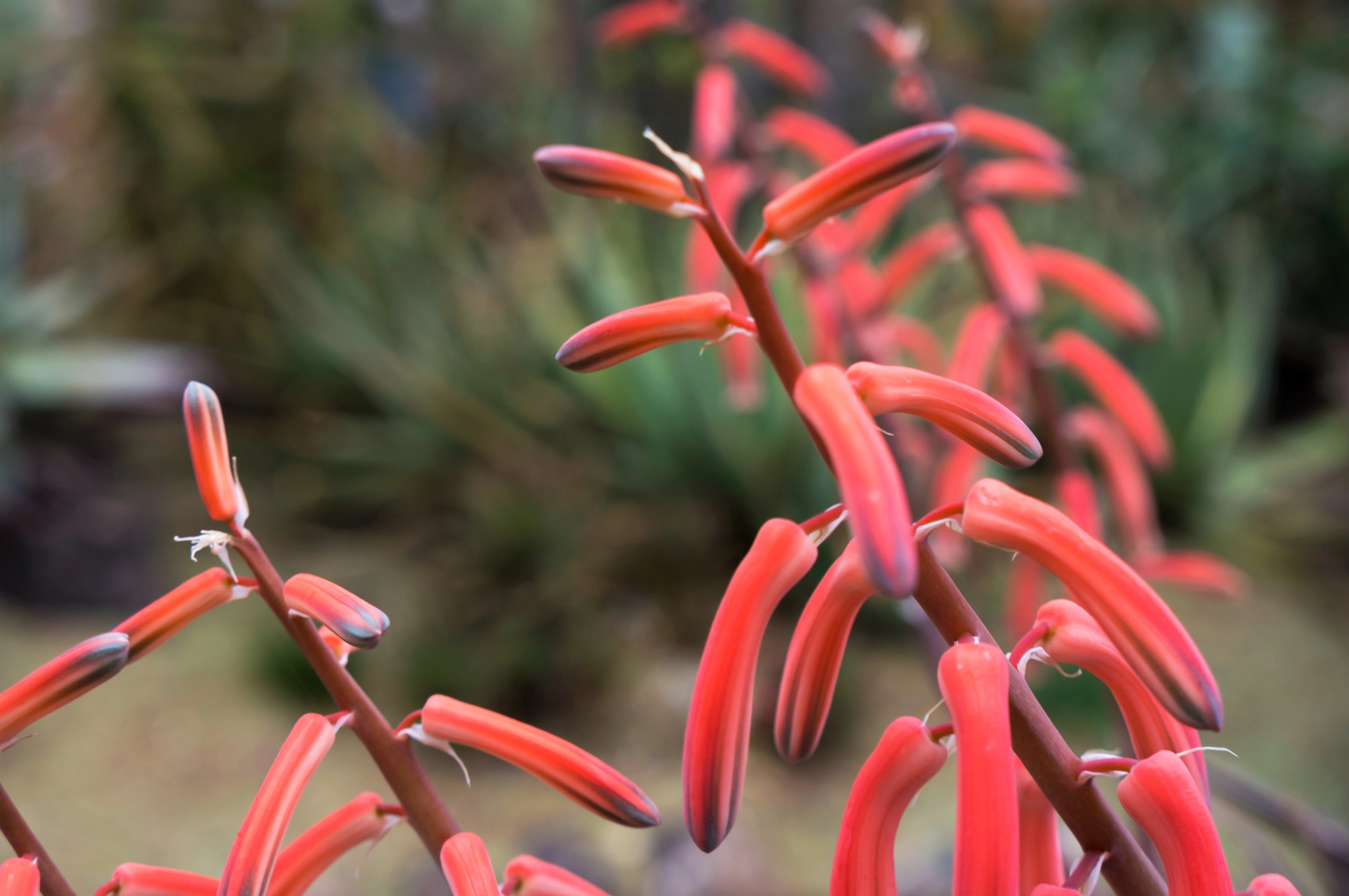 150 Eatons RED FIRECRACKER PENSTEMON Eatonii Native Hummingbird Flower Seeds - Image 10