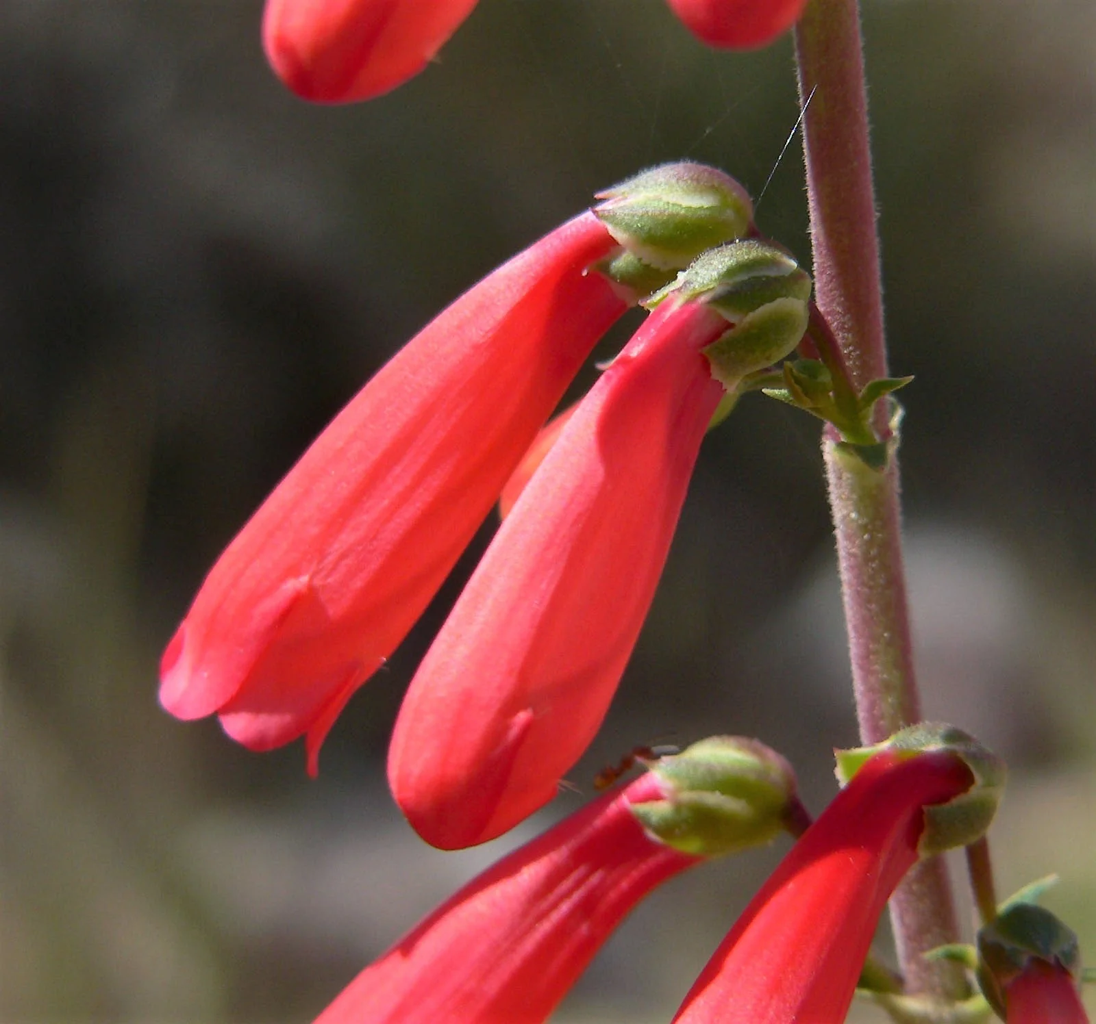 150 Eatons RED FIRECRACKER PENSTEMON Eatonii Native Hummingbird Flower Seeds - Image 8
