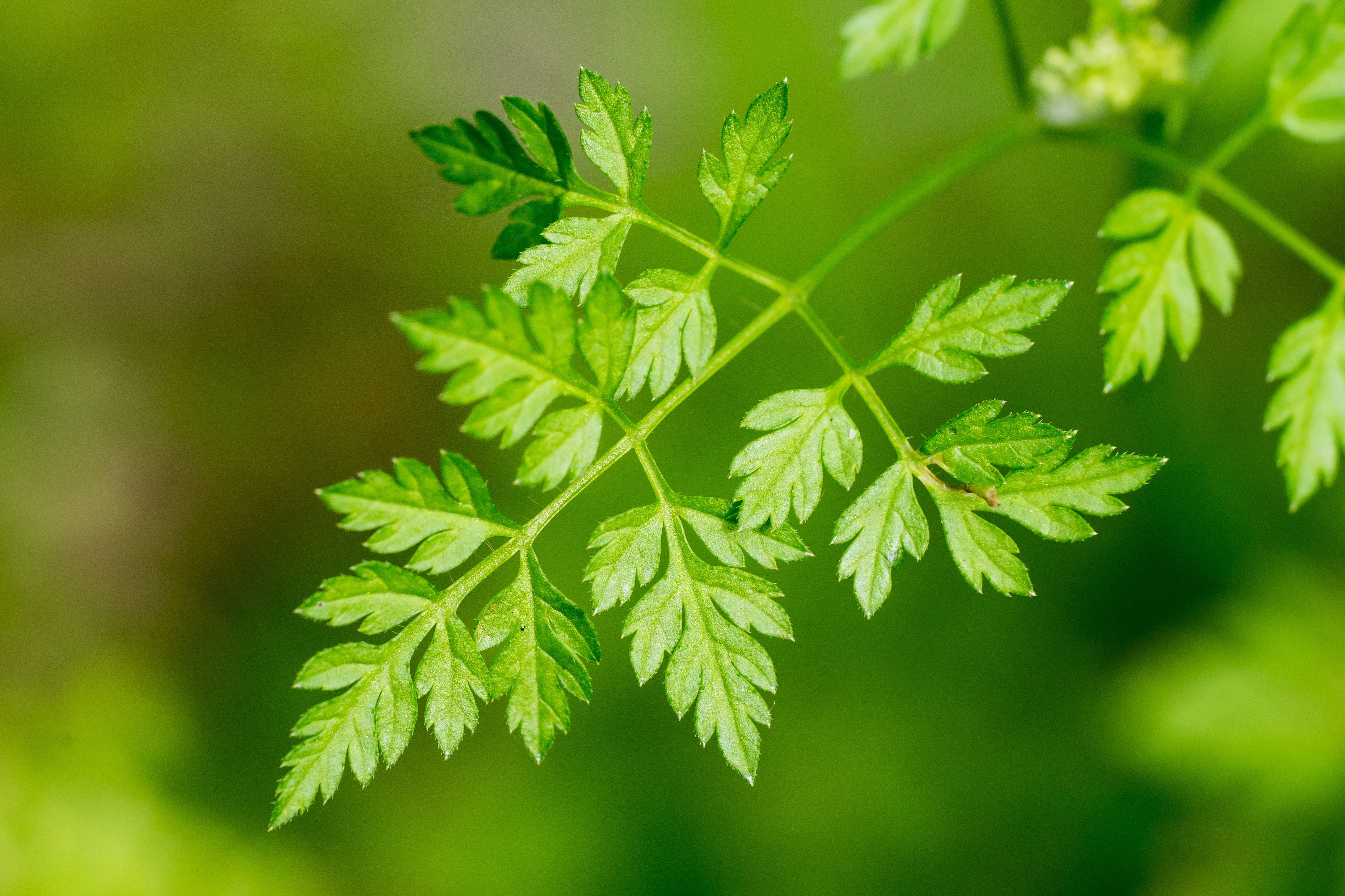 150 GARDEN CHERVIL (Gourmet Parsley) Anthriscus Cerefolium Herb Flower Seeds - Image 2