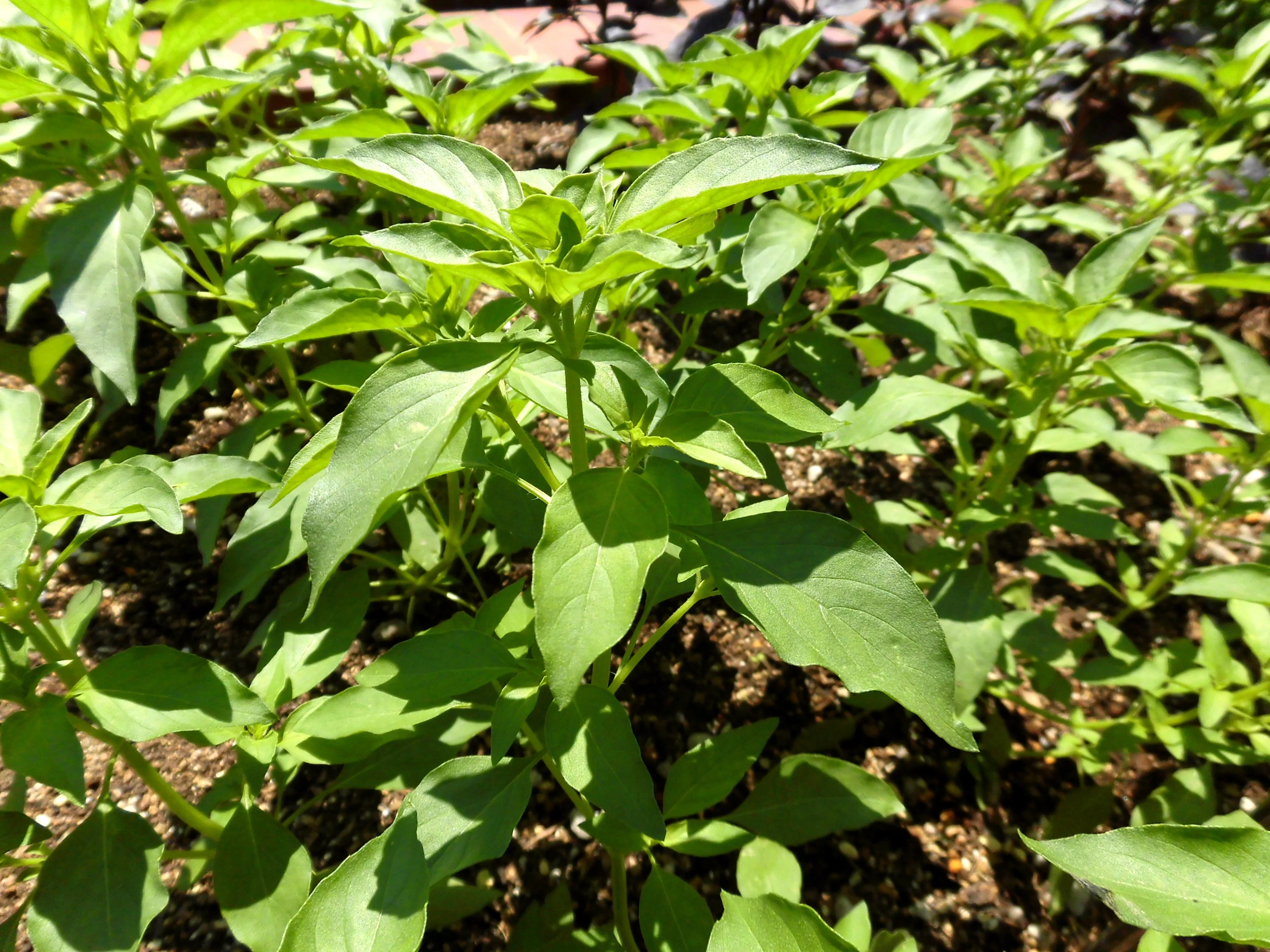 150 LIME BASIL Ocimum Basilicum HERB Flower Seeds - Image 4
