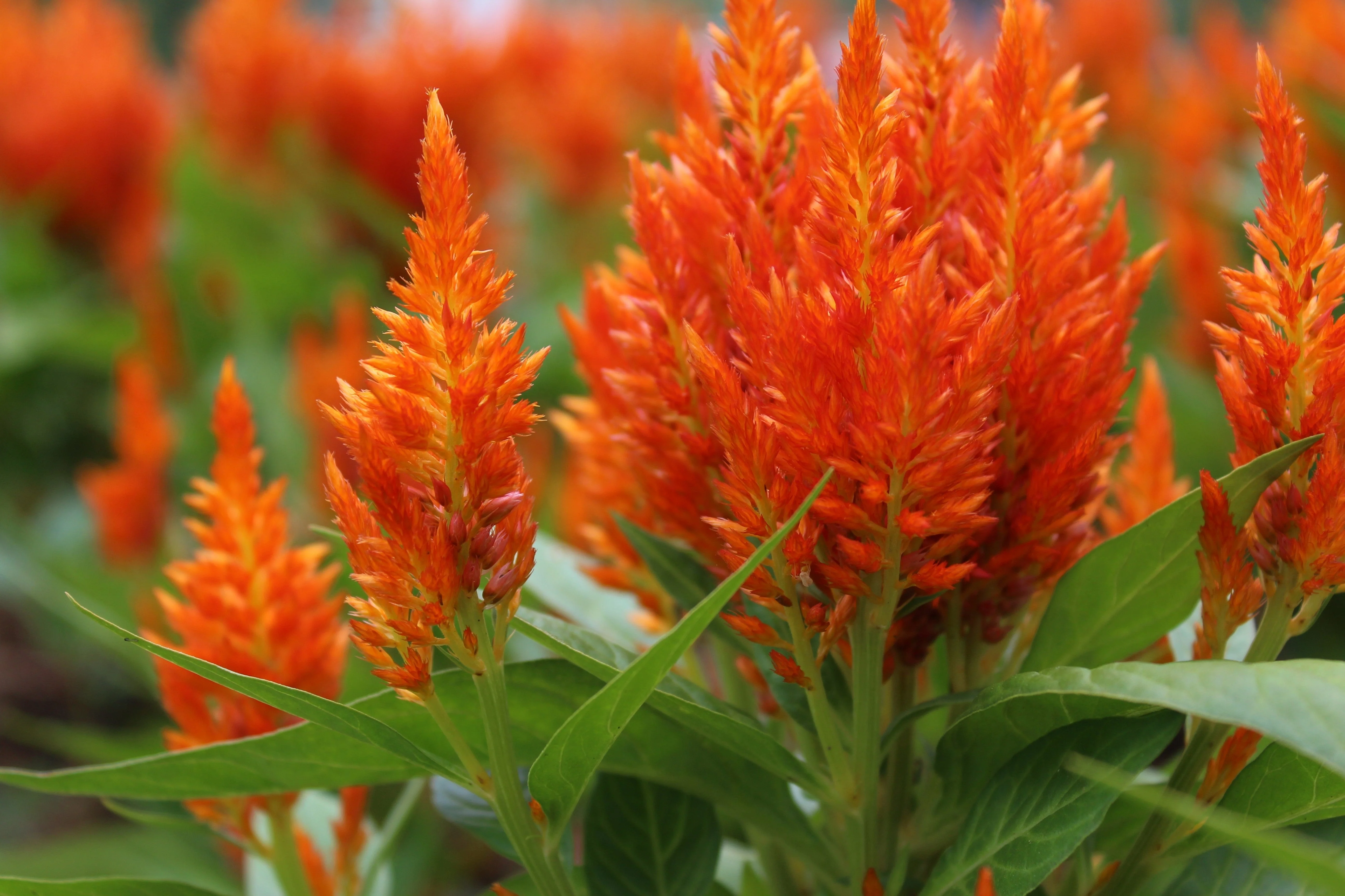 150 Mixed PAMPAS PLUMES COCKSCOMB Celosia Plumosa Flower Seeds - Image 9