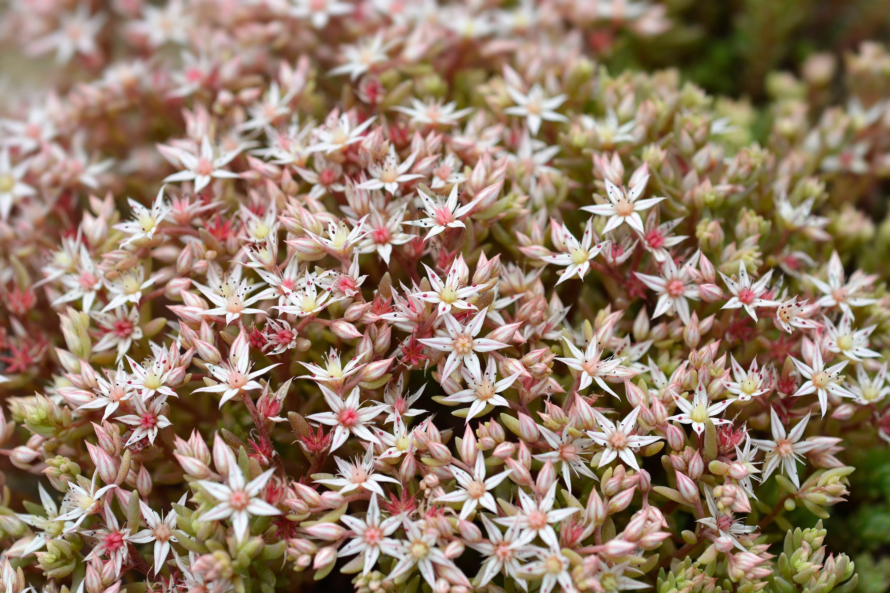 150 MIXED SEDUM Stonecrop Succulent Groundcover Red White Yellow Pink Purple Flower Seeds - Image 33