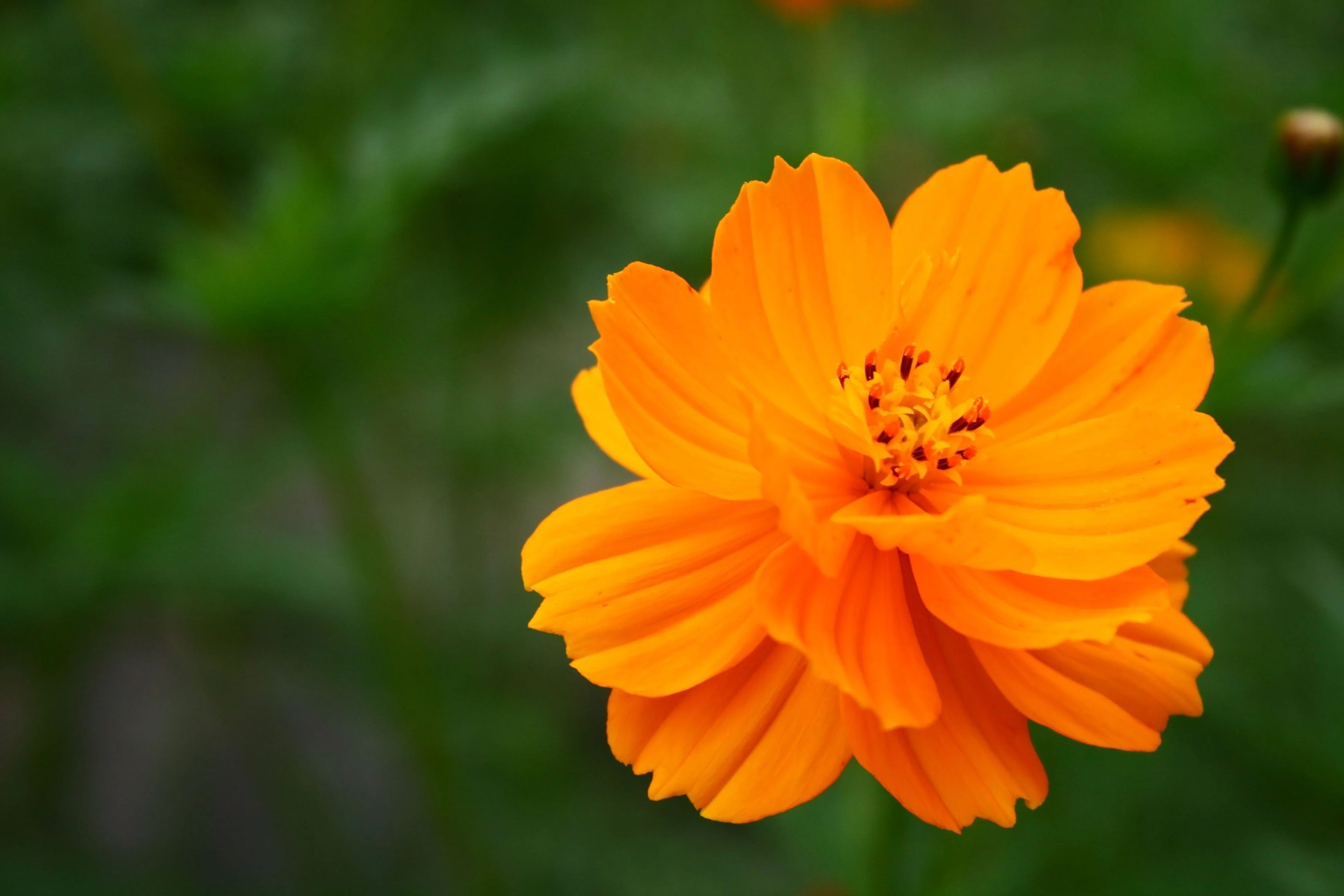 150 ORANGE SULPHUR COSMOS Klondike Sulphureus Seeds - Image 2