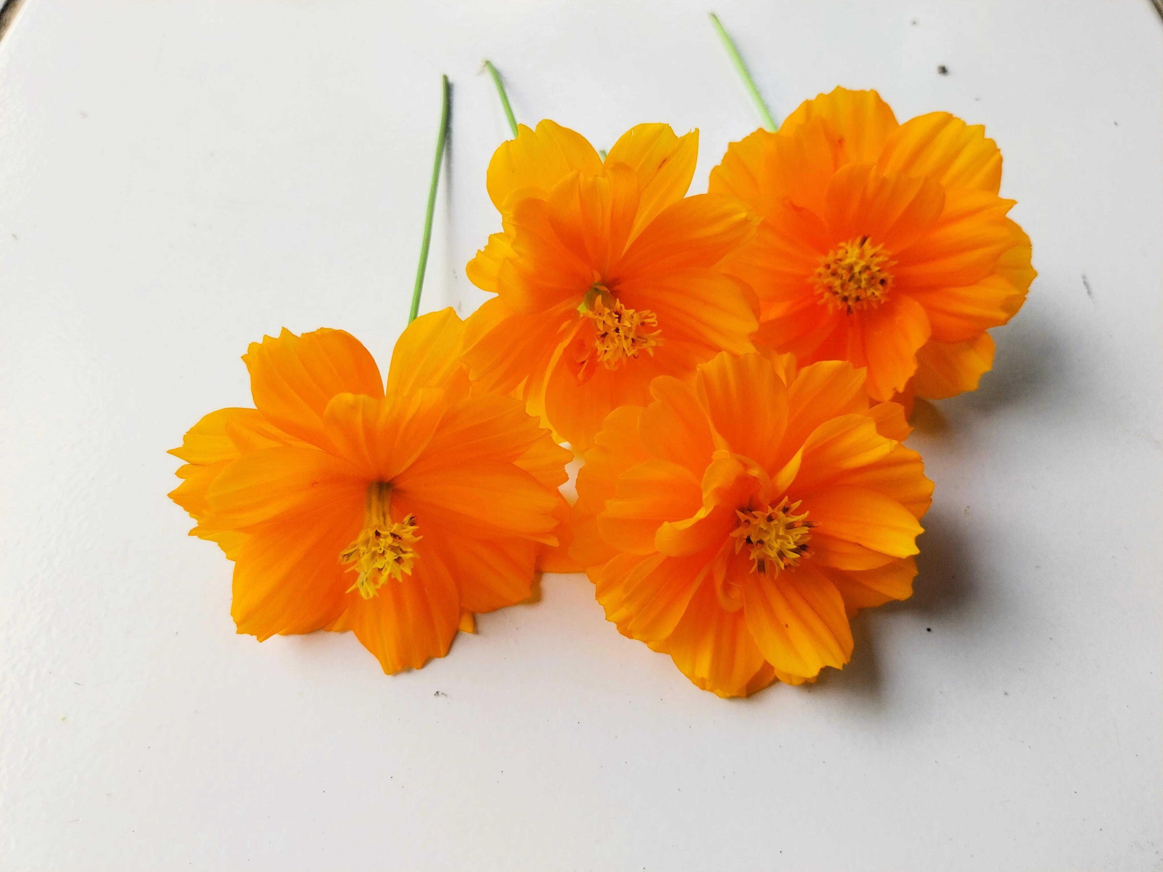 150 ORANGE SULPHUR COSMOS Klondike Sulphureus Seeds - Image 7