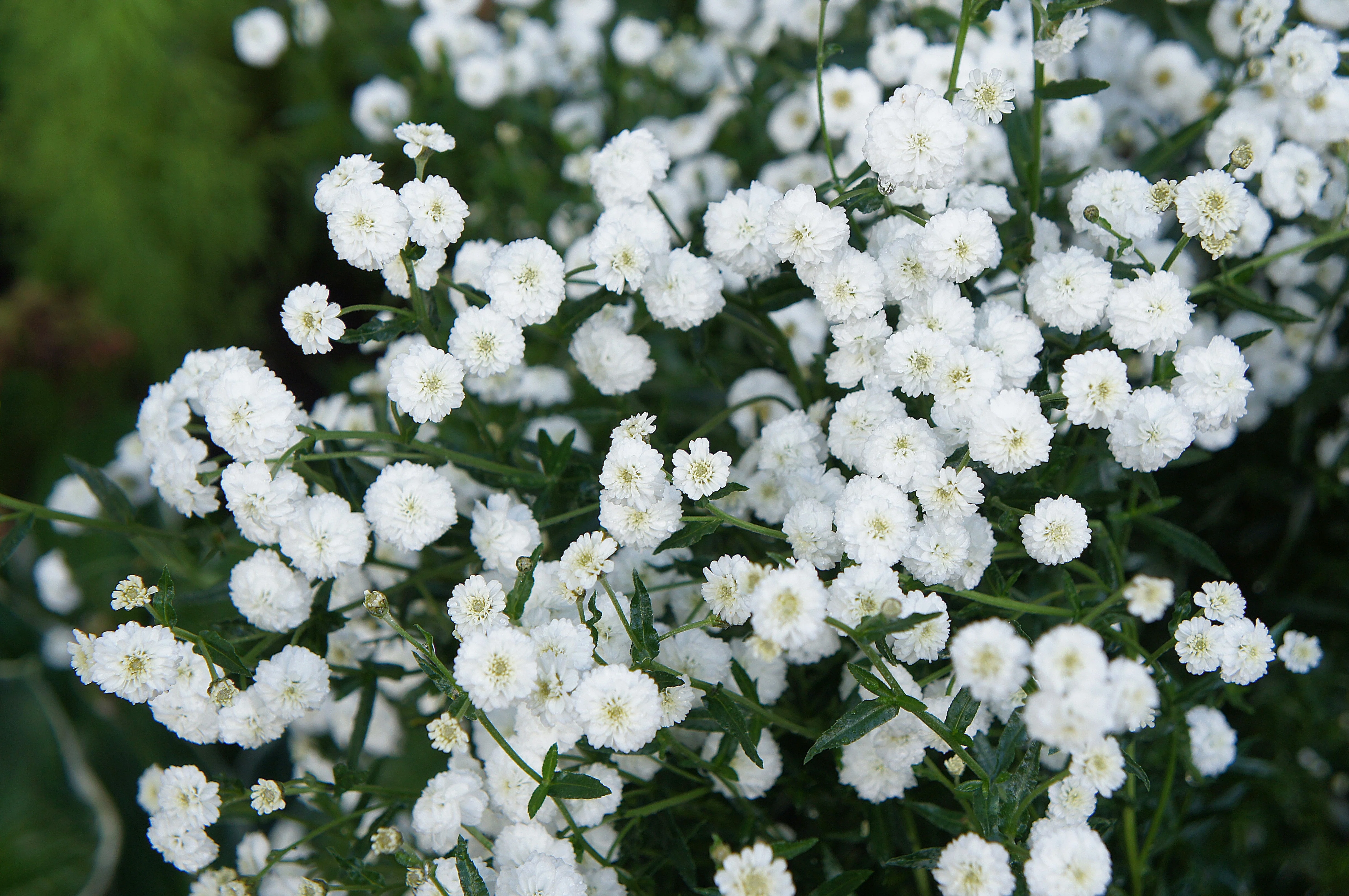 150 PEARL YARROW White Double Achillea Ptarmica Herb Flower Seeds - Image 7