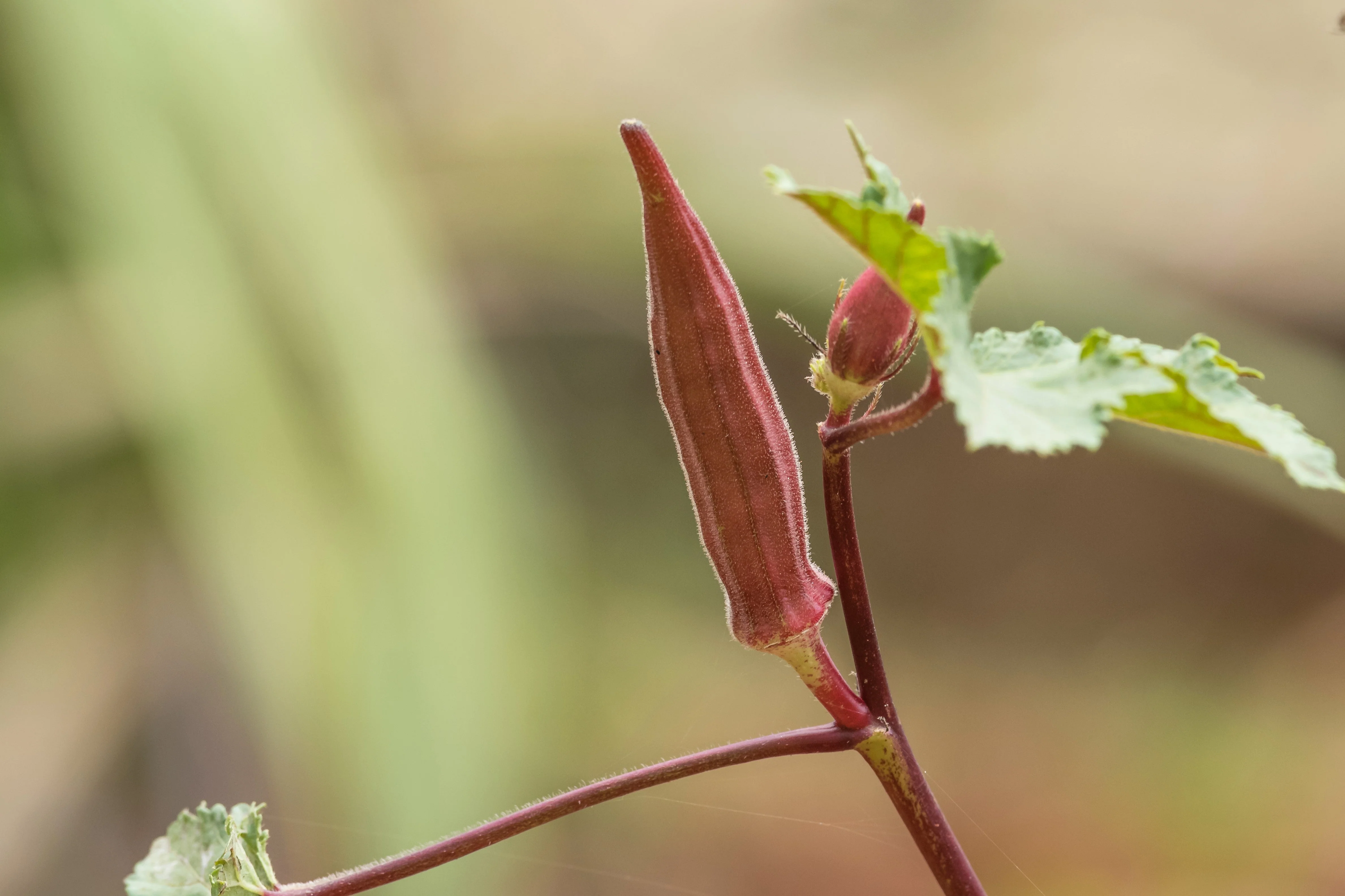 150 RED BURGUNDY OKRA Abelmoschus Esculentus Vegetable Seeds - Image 9