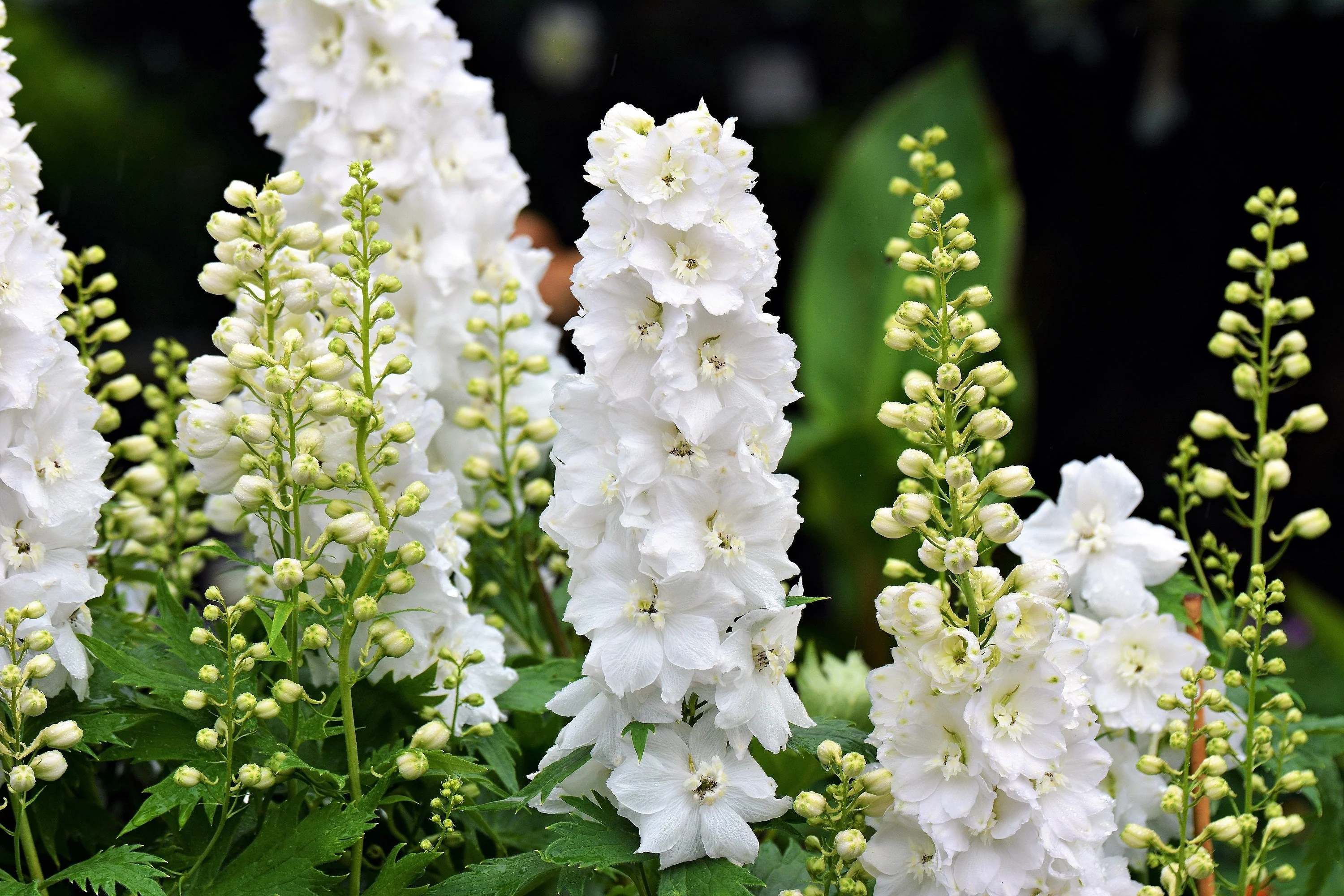 150 WHITE KING LARKSPUR Delphinium Consolida Giant Imperial Flower Seeds - Image 9