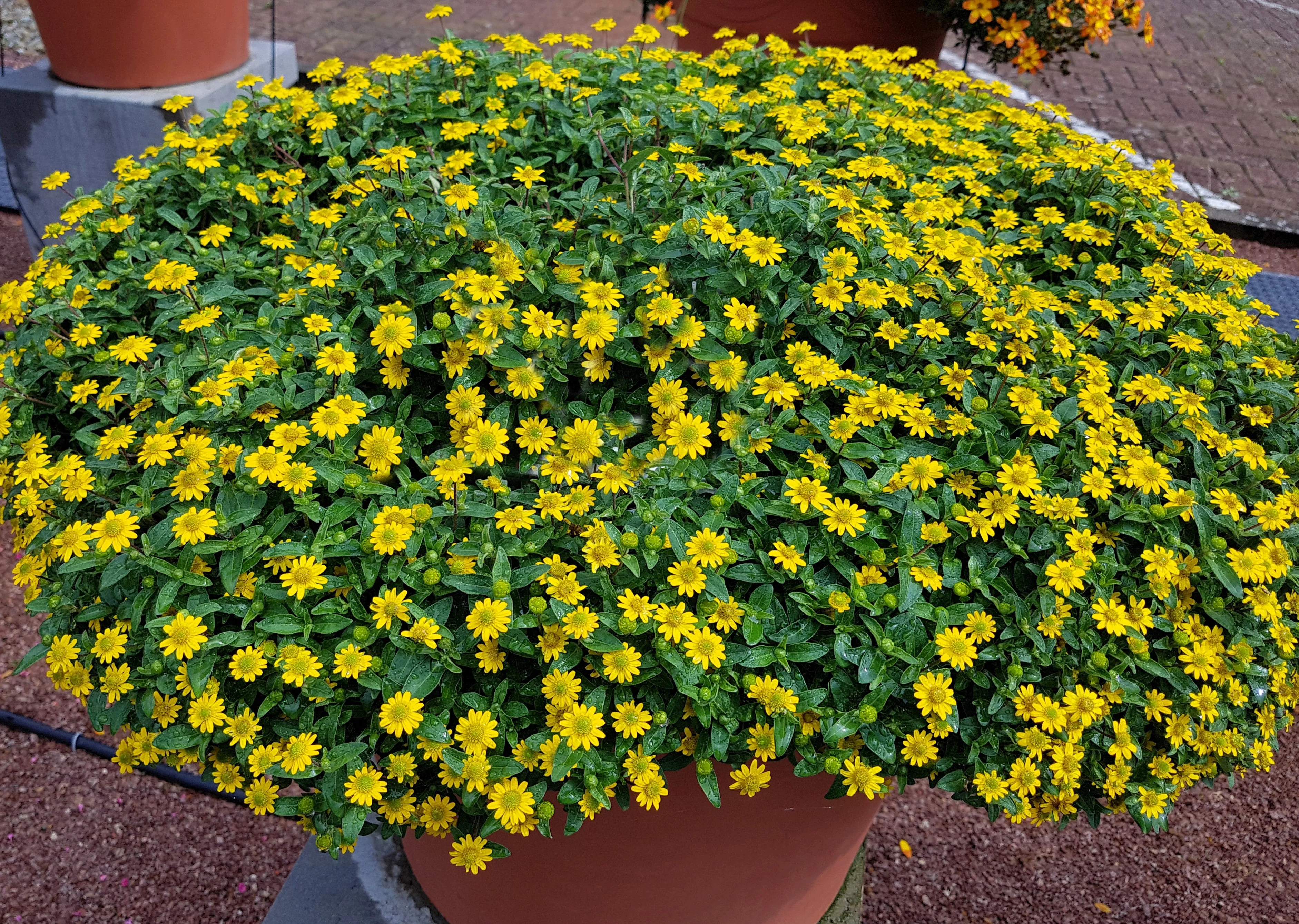 150 YELLOW CREEPING ZINNIA Sanvitalia Procumbens Seeds - Image 2