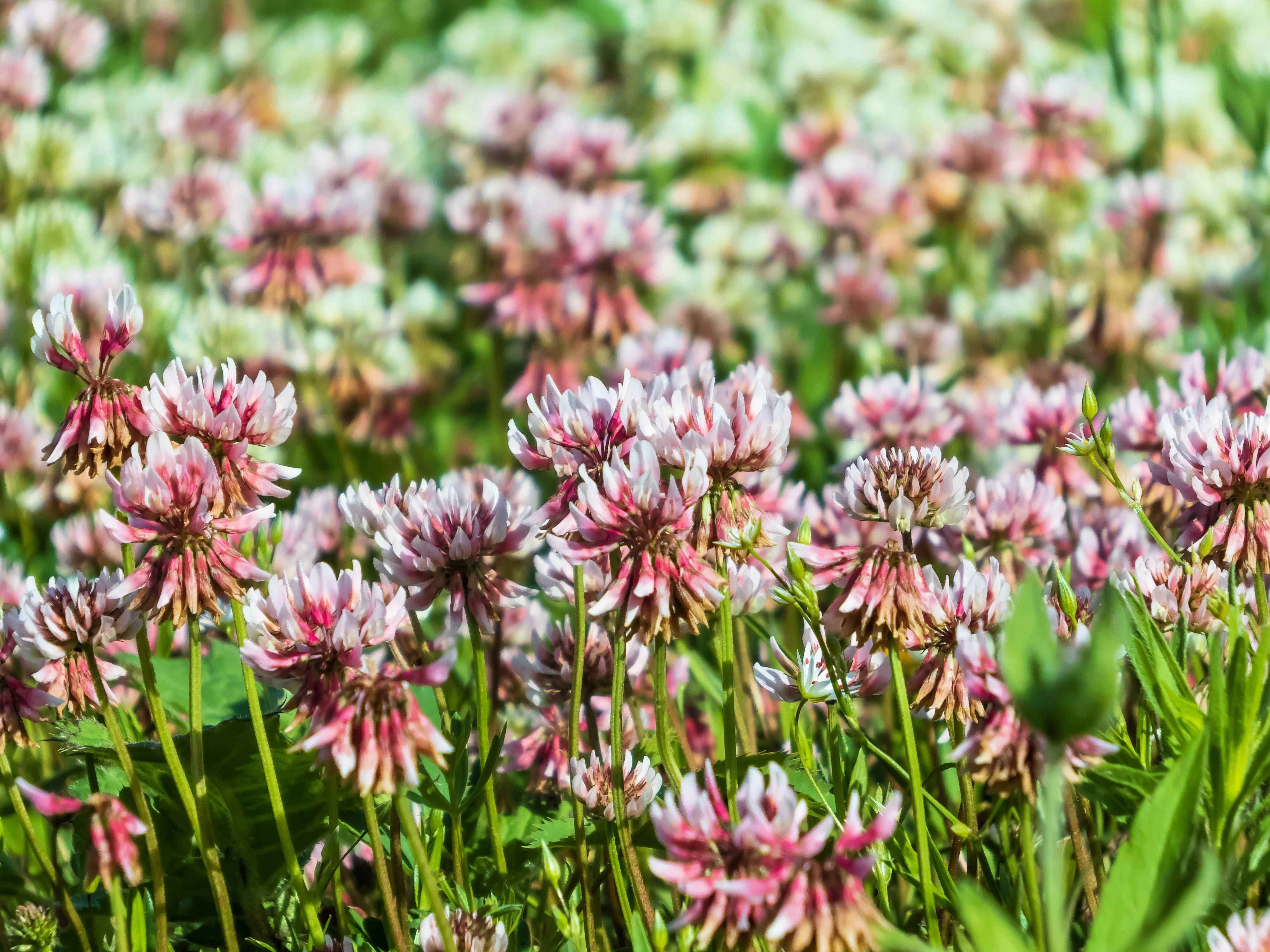 1500 ALSIKE CLOVER Trifolium Hybridum Pink & White Flower Legume Seeds - Image 6