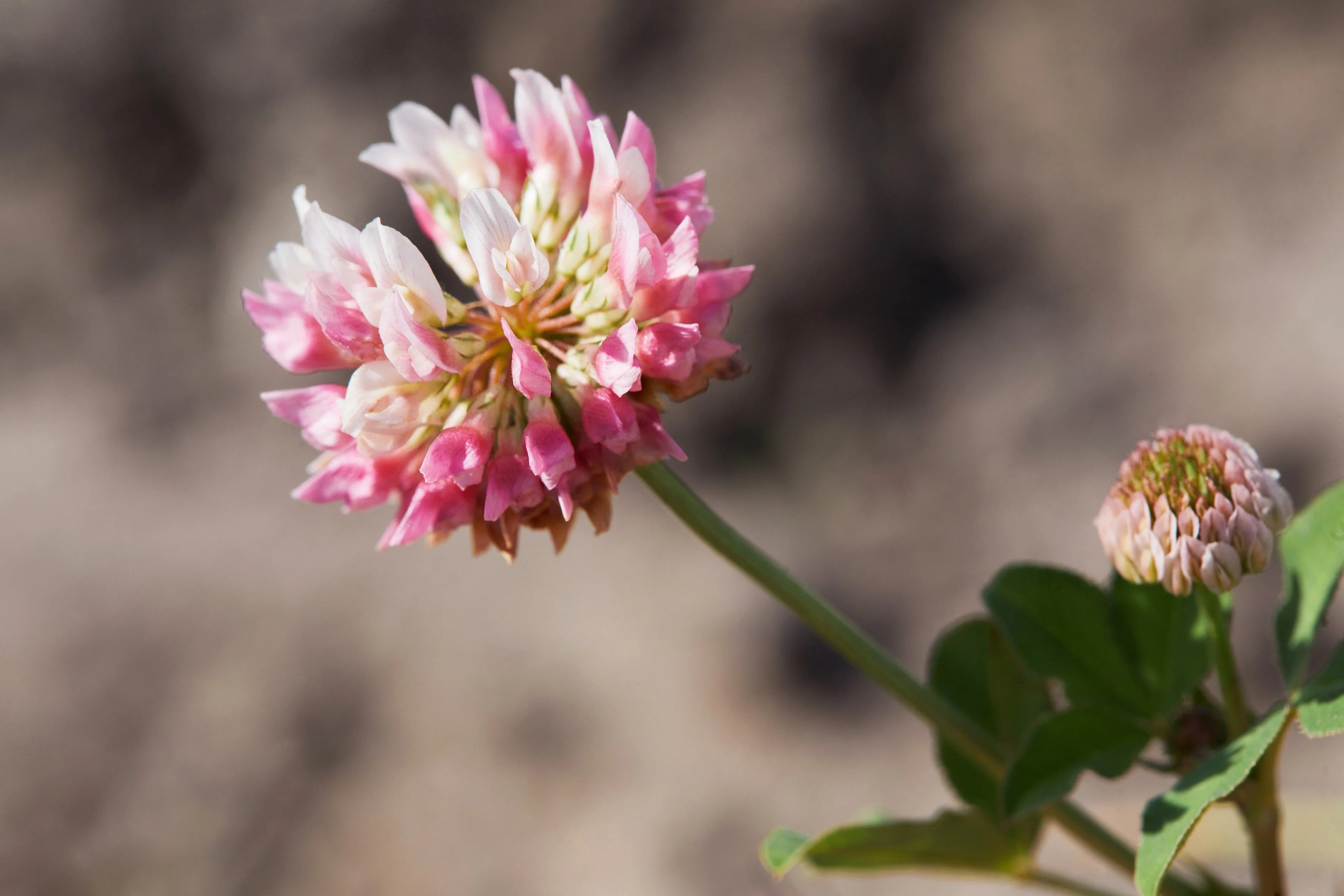 1500 ALSIKE CLOVER Trifolium Hybridum Pink & White Flower Legume Seeds - Image 9