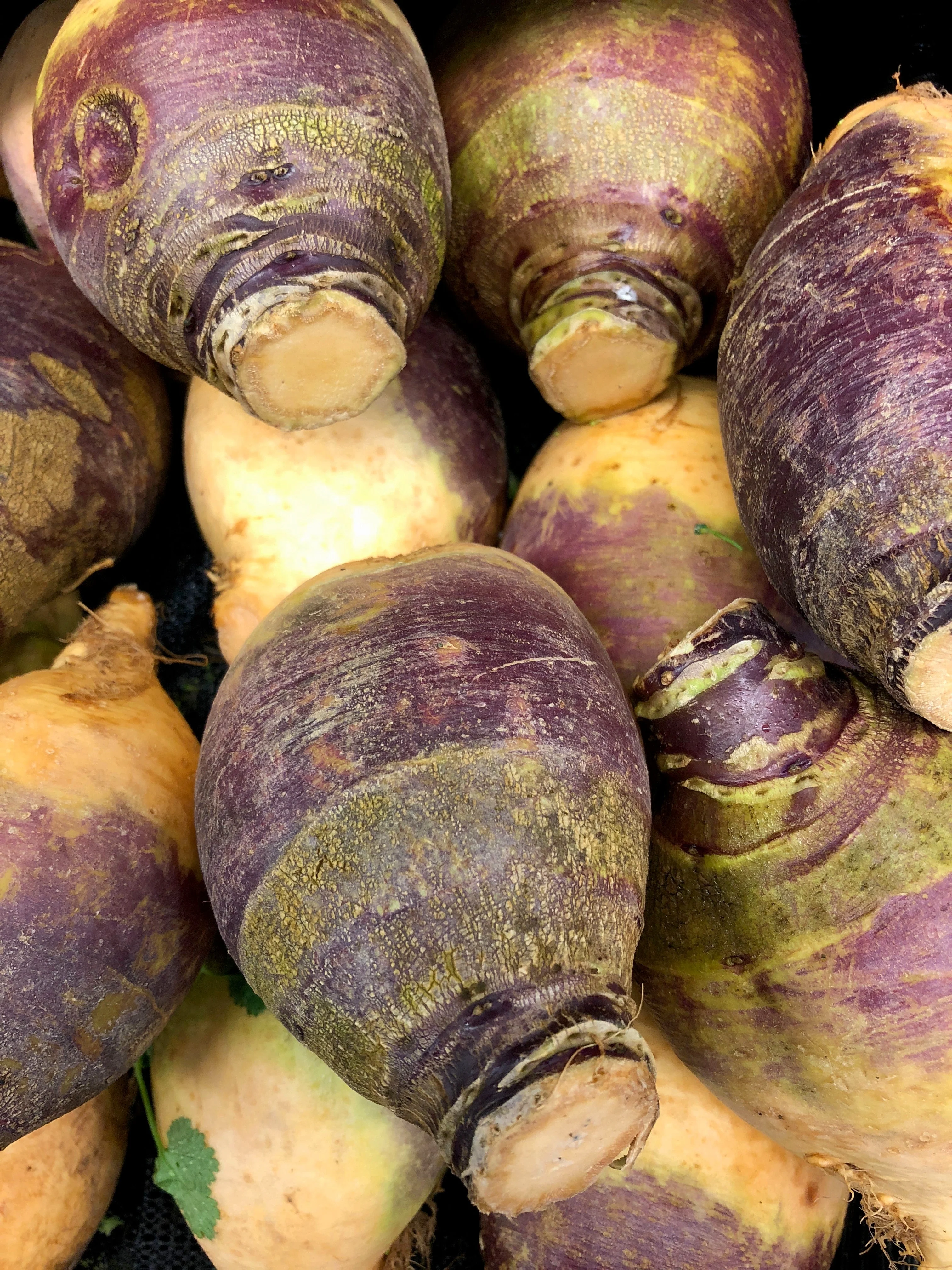 1500 American PURPLE TOP RUTABAGA Brassica Napus Root Vegetable & Greens Seeds - Image 8