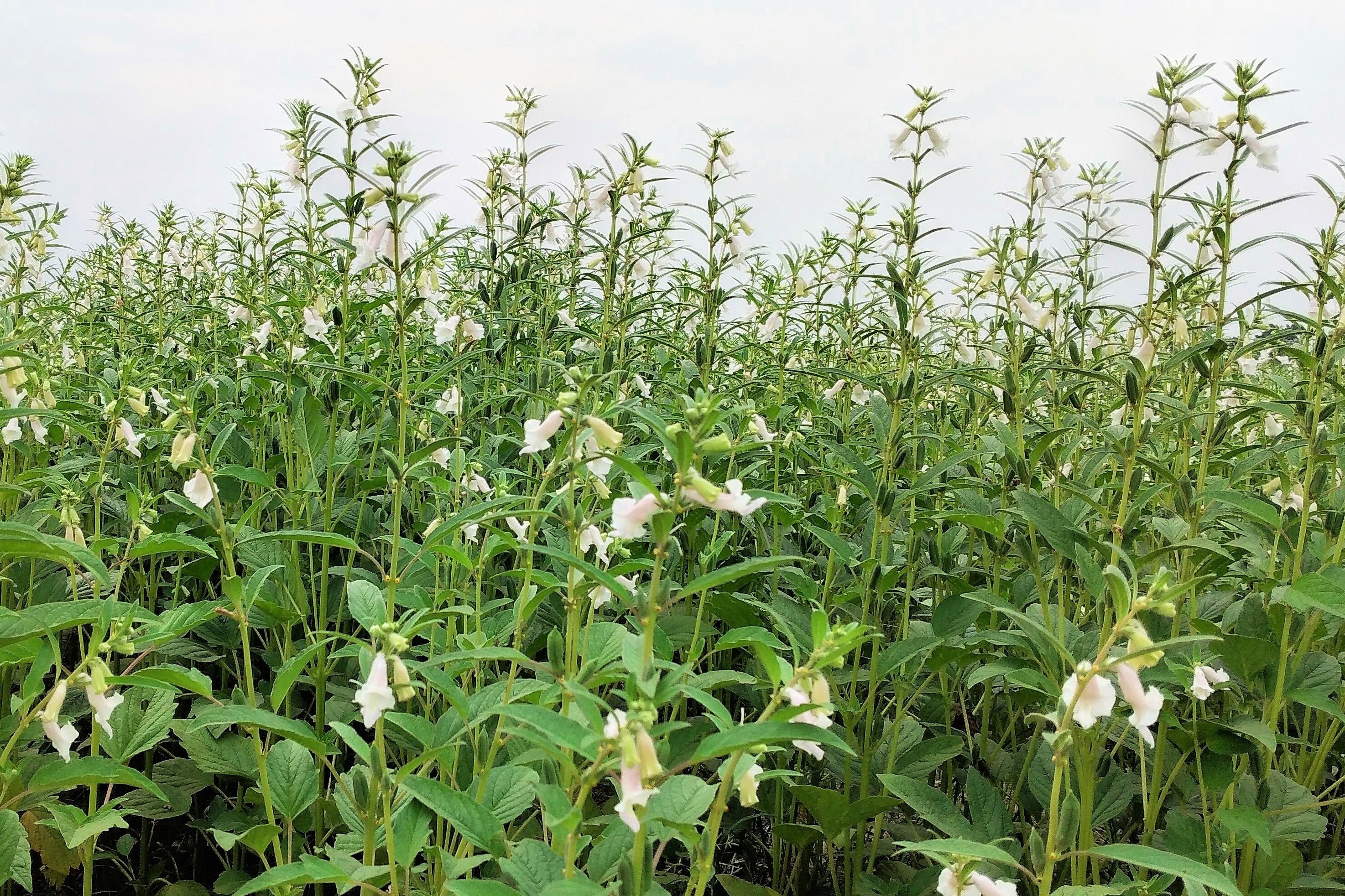 1500 BLACK SESAME Sesamum Indicum Vegetable Flower Seeds - Image 7