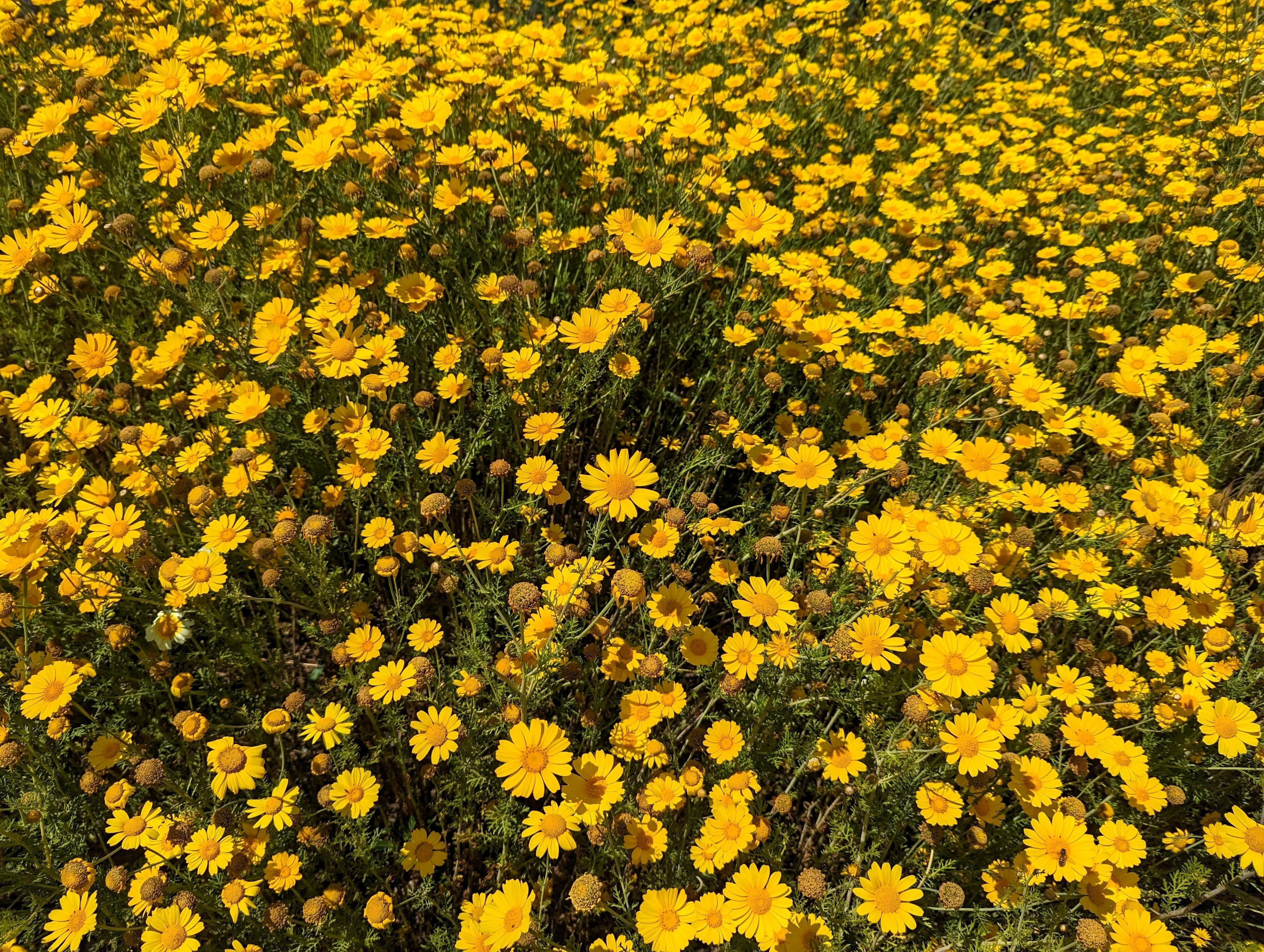 1500 CALIFORNIA SUNSHINE GOLDFIELDS Lasthenia Glabrata Yellow Flower Seeds - Image 8