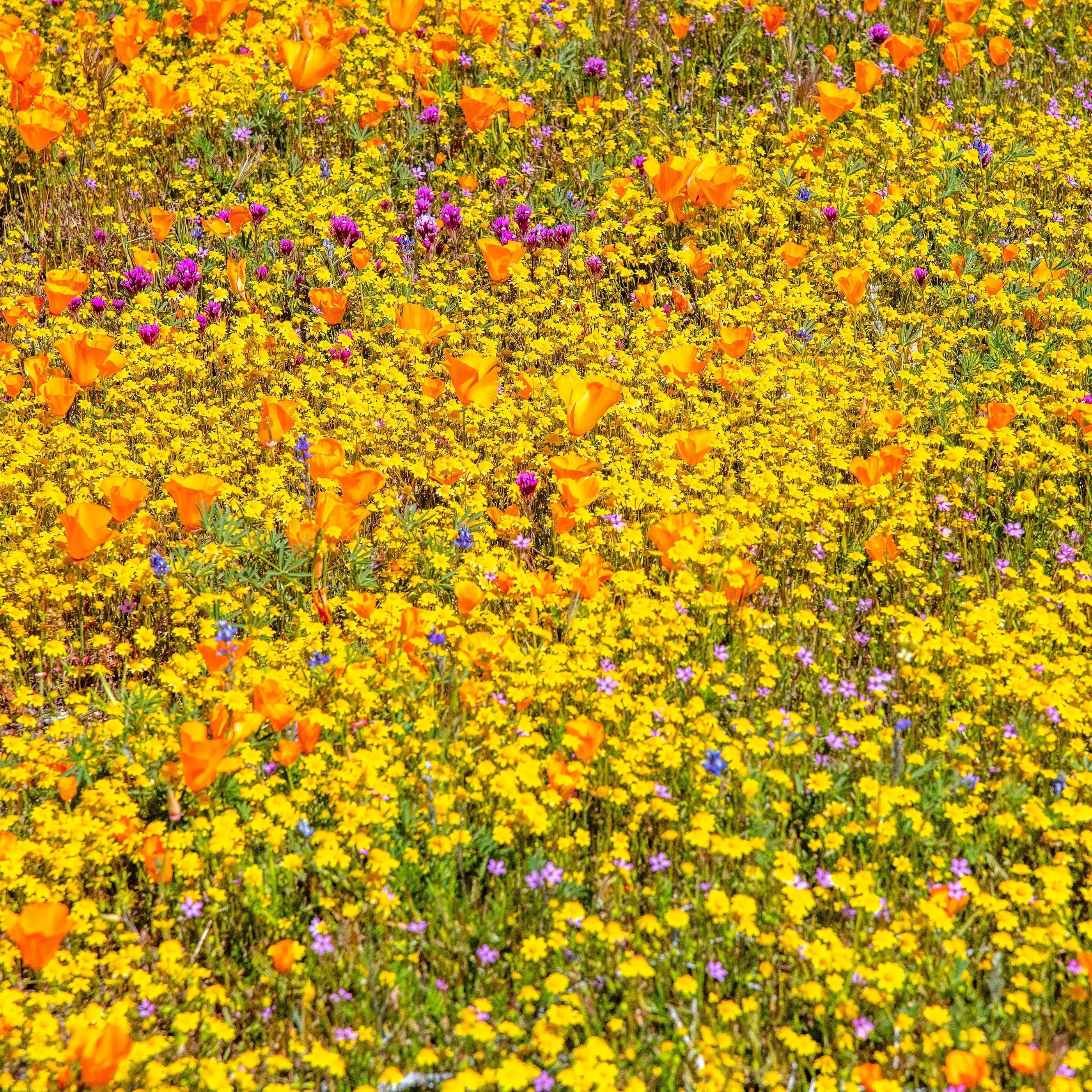 1500 CALIFORNIA SUNSHINE GOLDFIELDS Lasthenia Glabrata Yellow Flower Seeds - Image 9