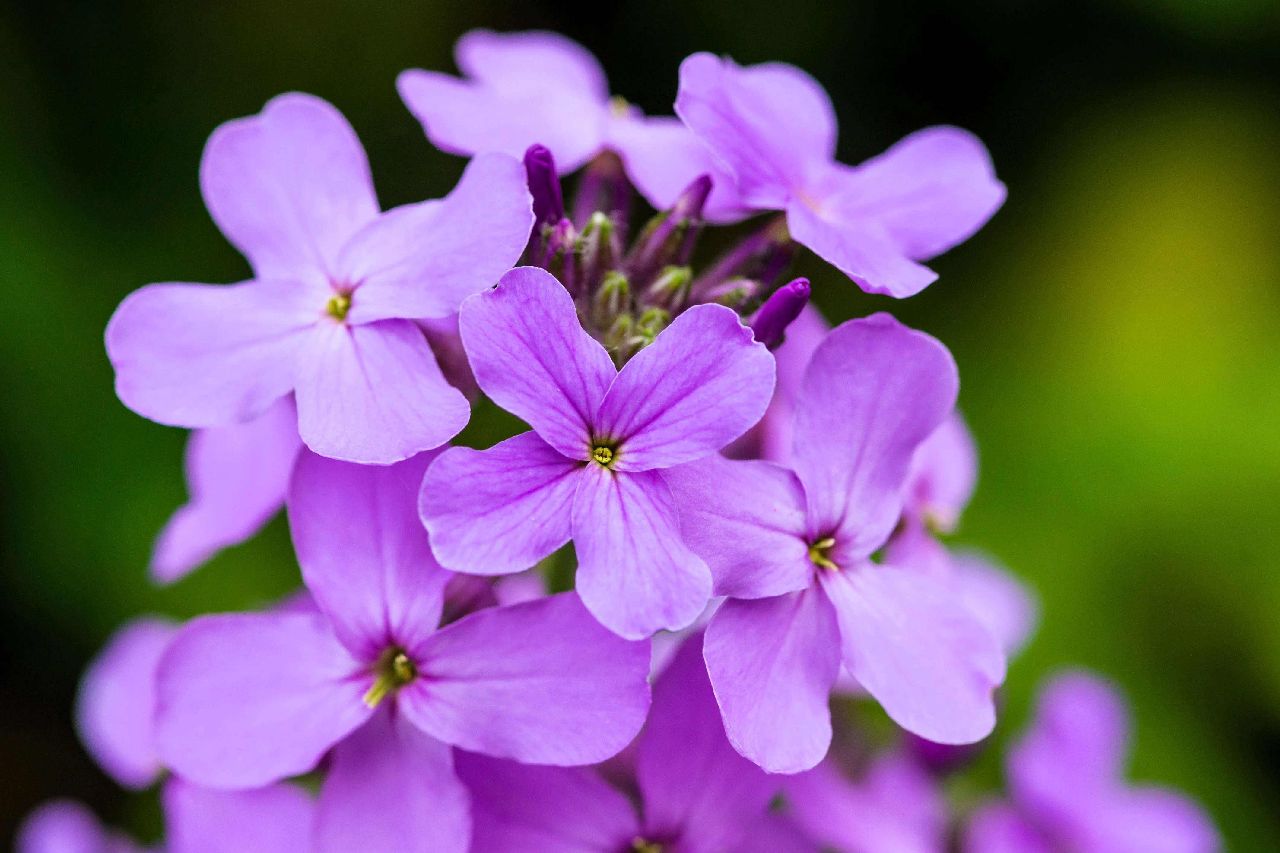 1500 DAMES ROCKET (Danask Violet) Hesperis Matronalis Dame's Purple Flower Seeds - Image 10