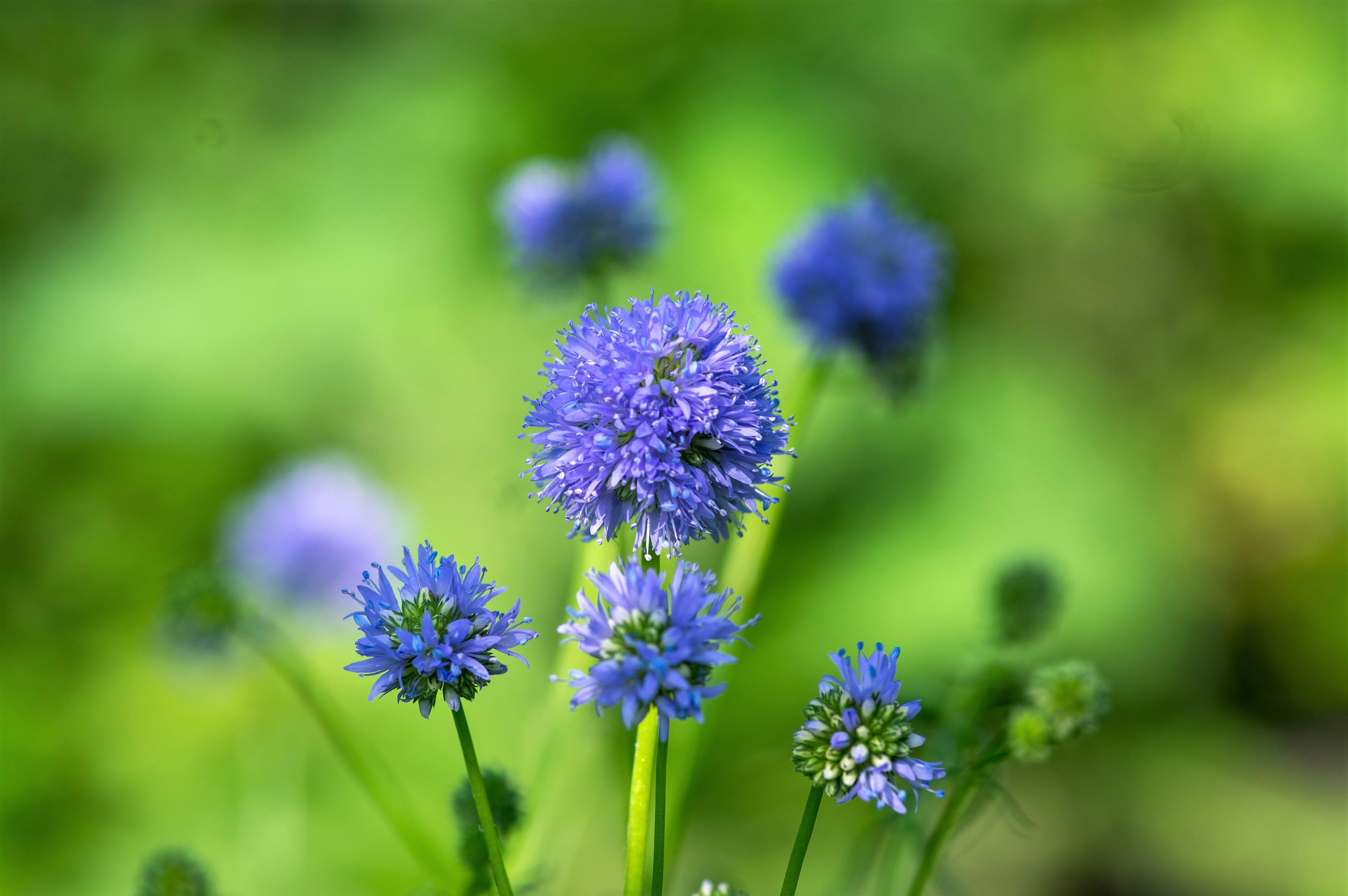1500 GLOBE GILIA Bluehead Gilia Capitata Thimble Flower Seeds - Image 3