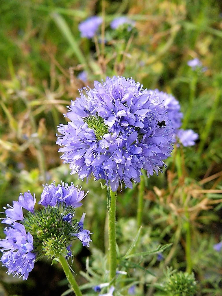 1500 GLOBE GILIA Bluehead Gilia Capitata Thimble Flower Seeds - Image 8