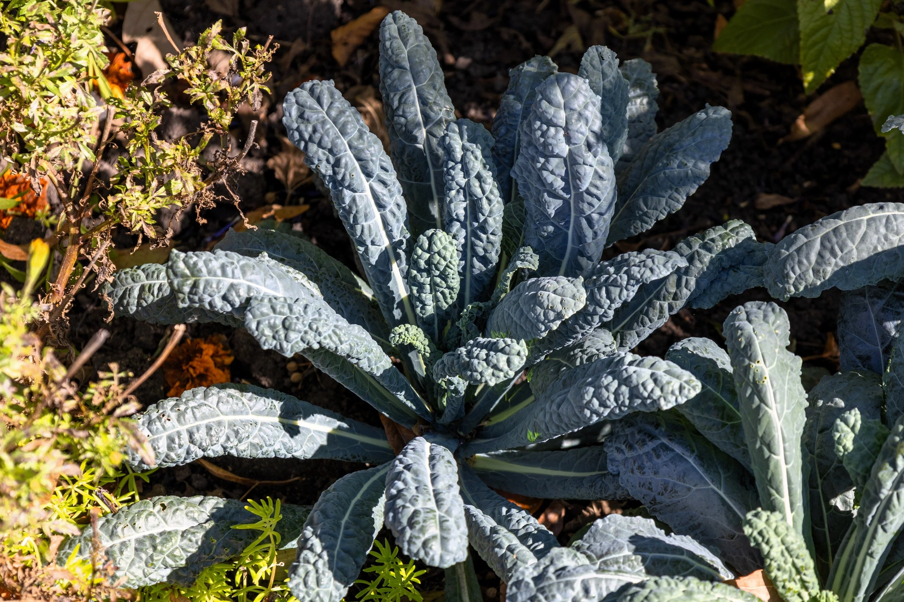 1500 LACINATO KALE Dinosaur Tuscan Black Brassica Oleracea Vegetable Seeds - Image 7