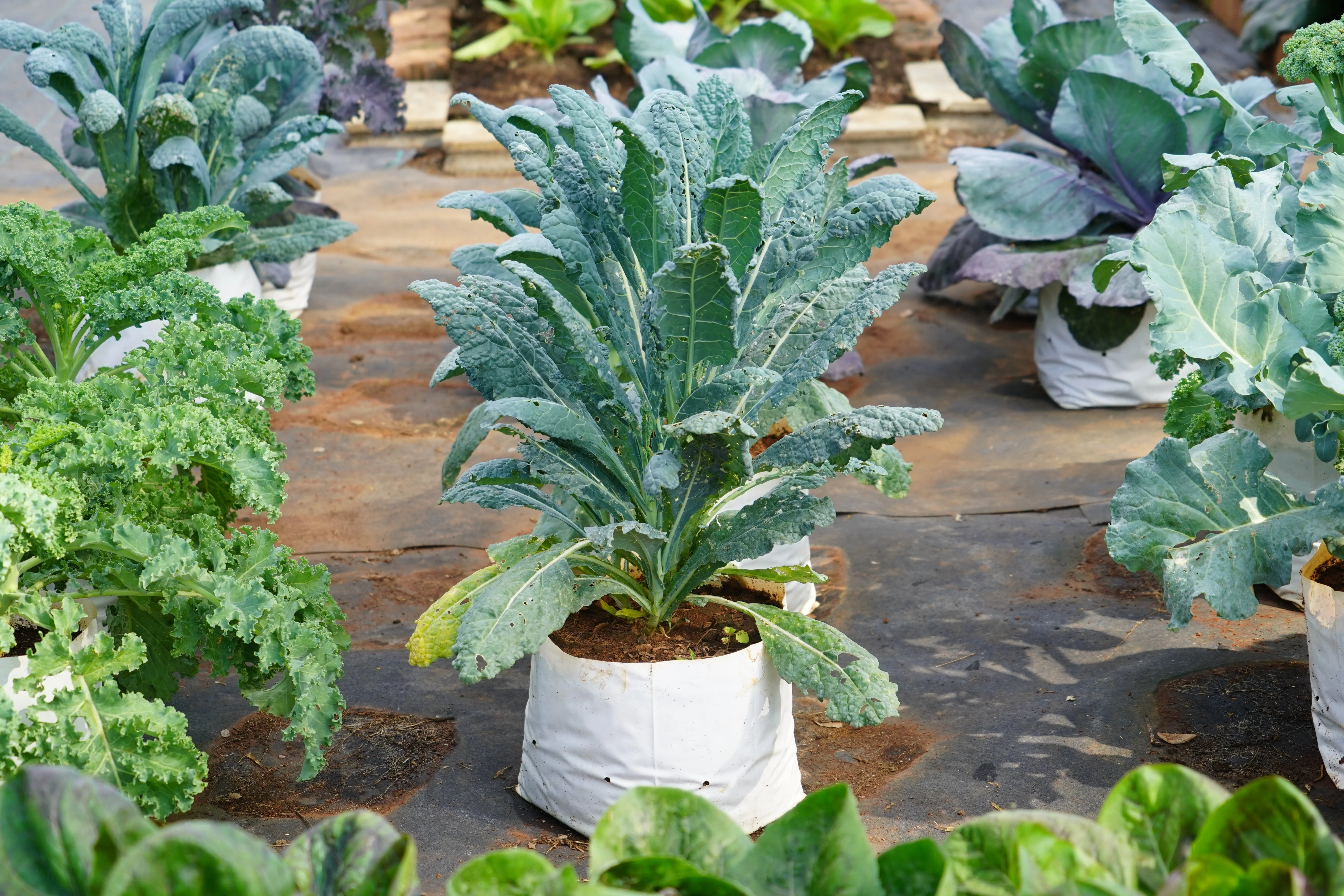 1500 LACINATO KALE Dinosaur Tuscan Black Brassica Oleracea Vegetable Seeds - Image 8