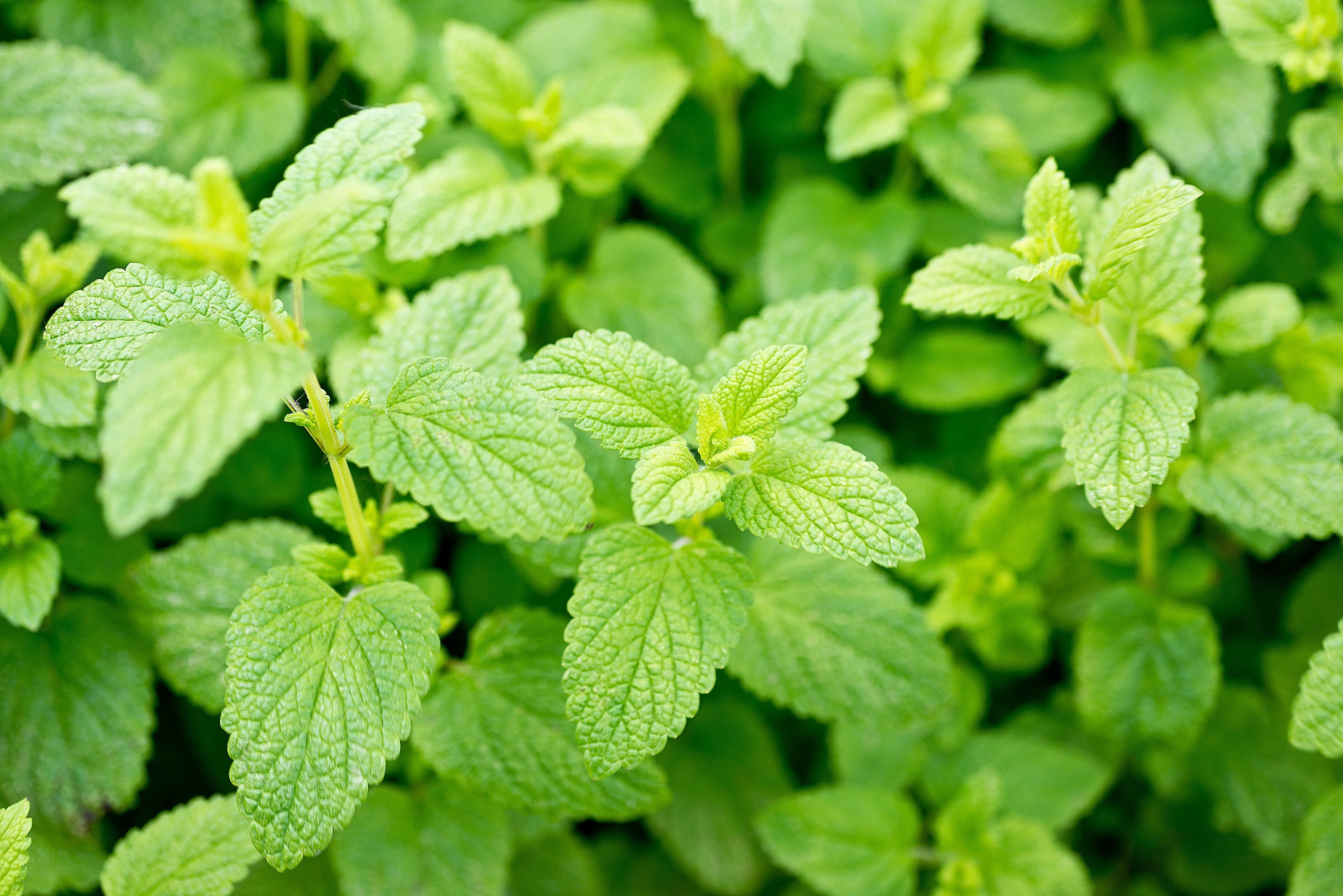 1500 LEMON BALM Melissa Officinalis Lemonbalm Fragrant Herb / Flower Seeds - Image 2