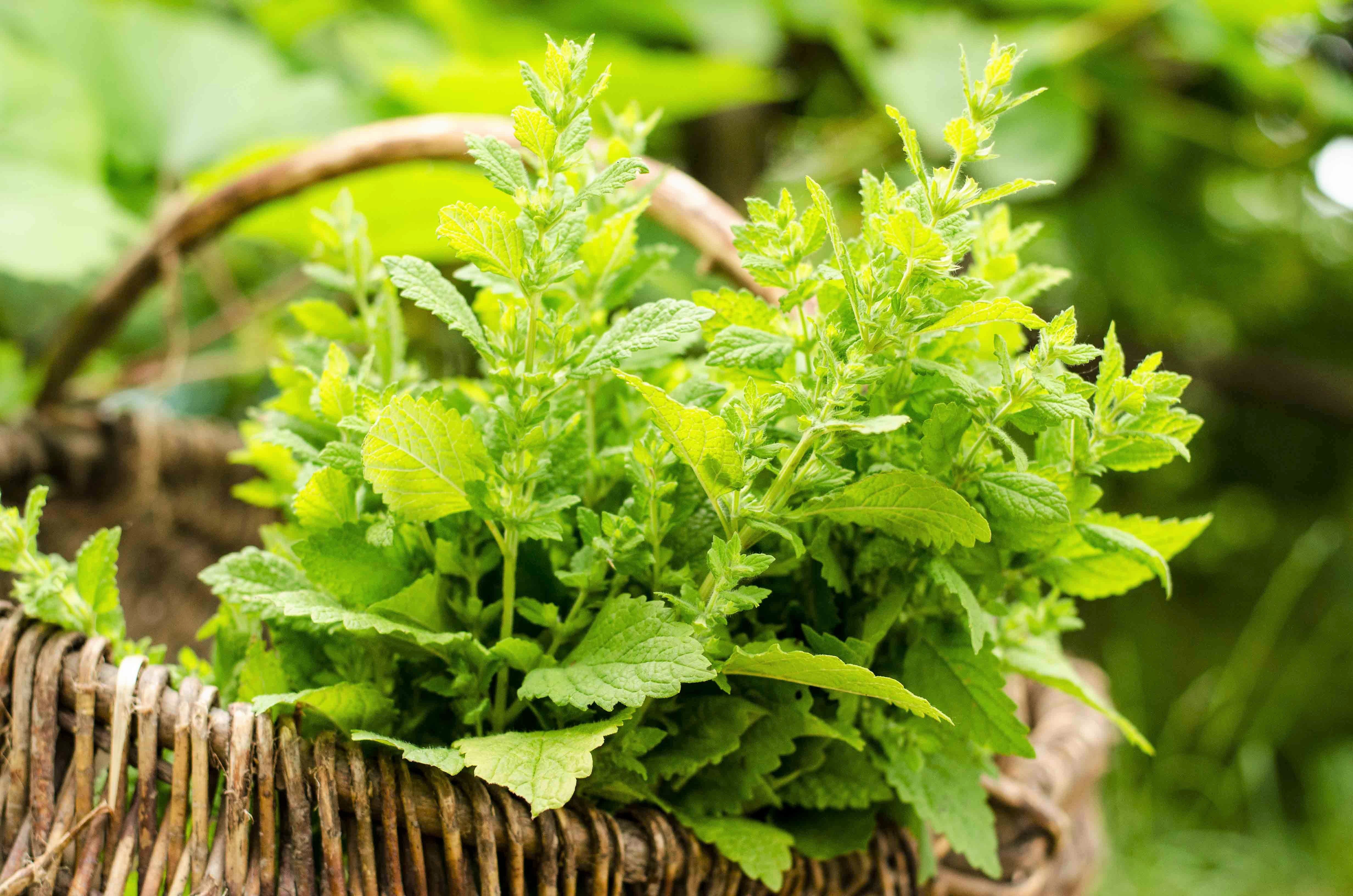 1500 LEMON BALM Melissa Officinalis Lemonbalm Fragrant Herb / Flower Seeds - Image 4