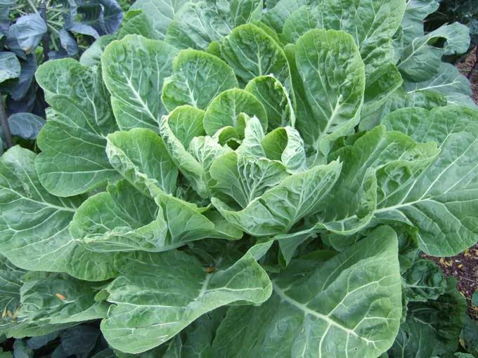 1500 MORRIS HEADING COLLARDS Collard Green Brassica Oleracea Vegetable Seeds - Image 3