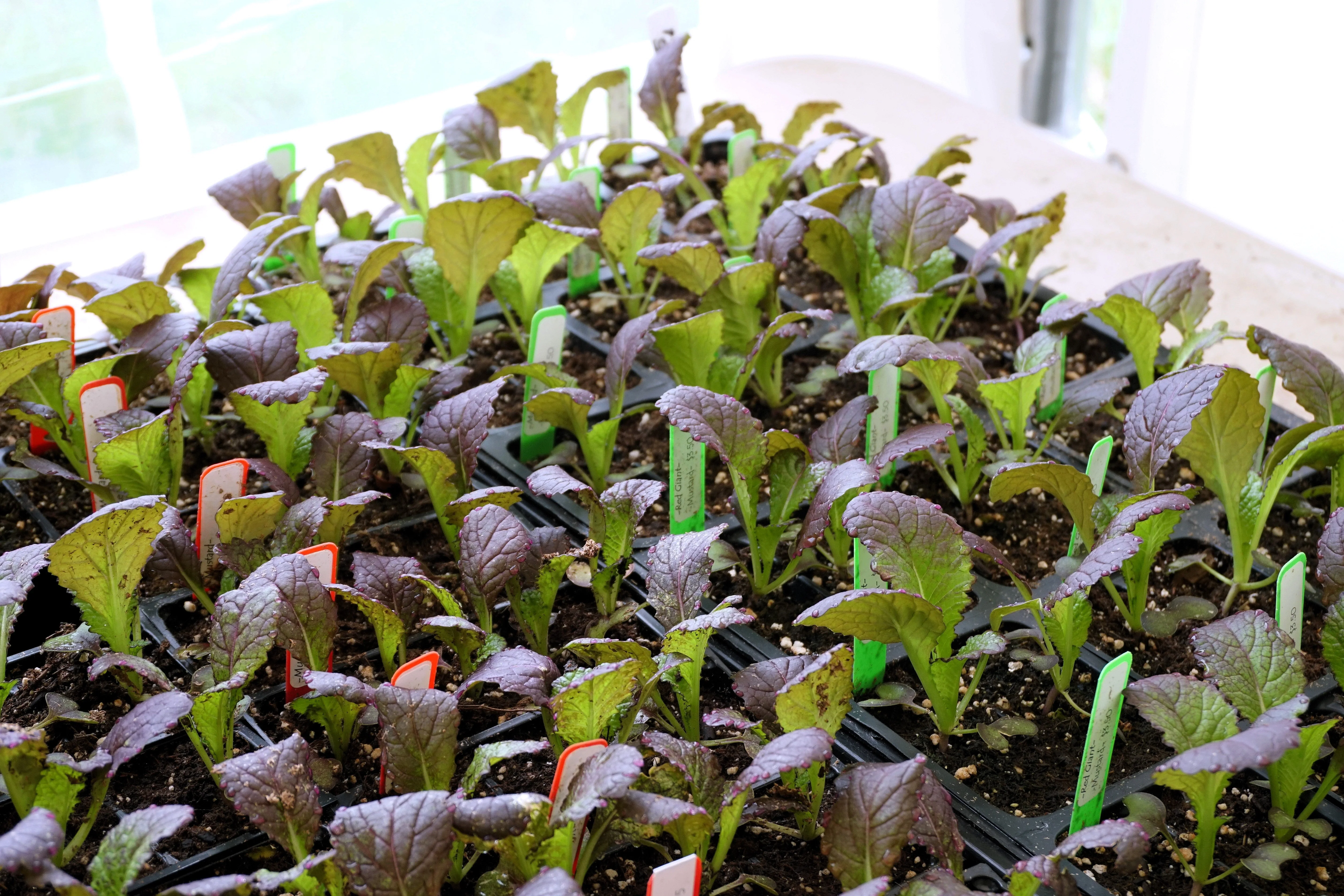 1500 RED GIANT MUSTARD Ornamental Japanese Greens Herb Vegetable Brassica Seeds - Image 7