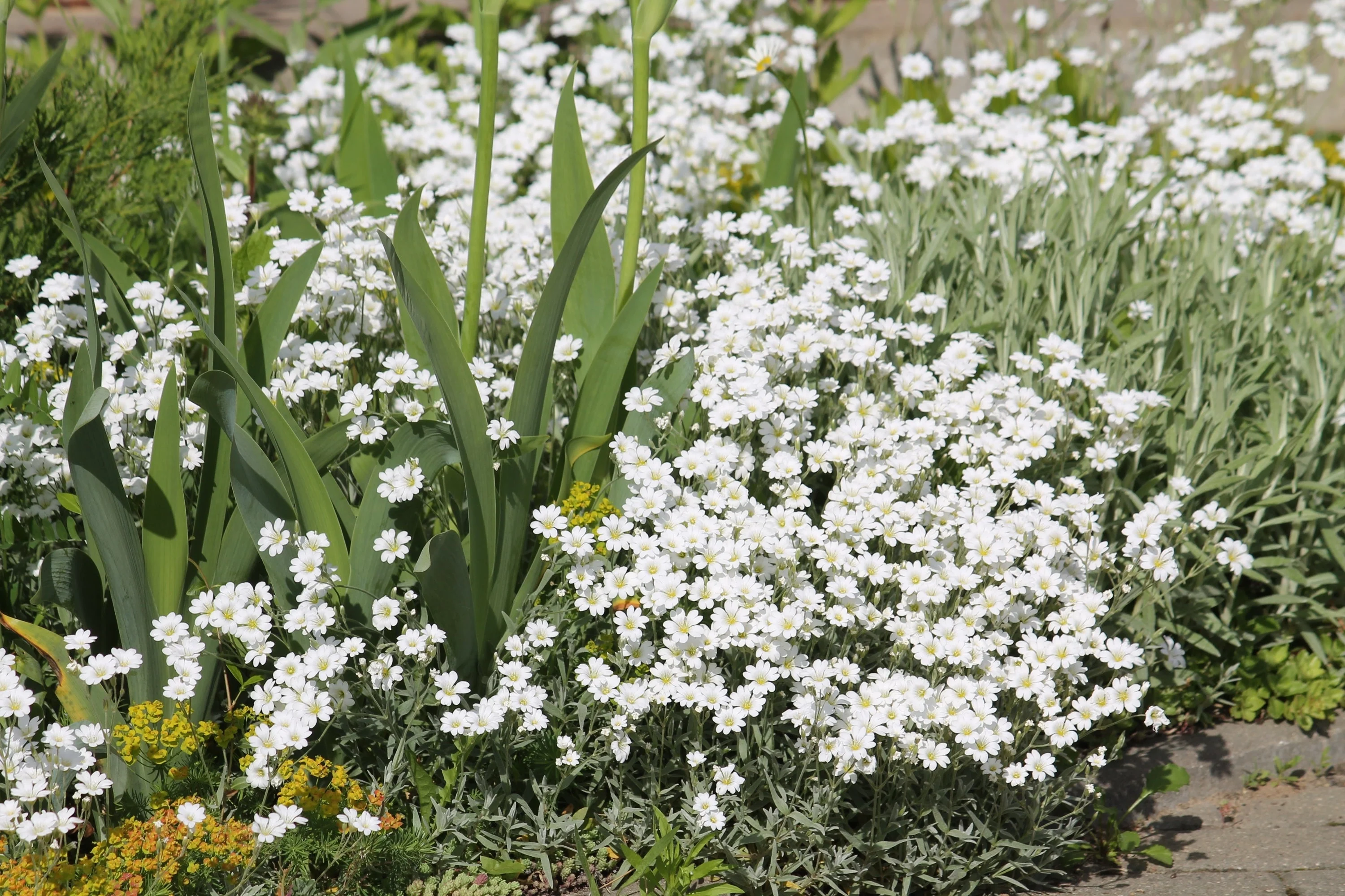 1500 SNOW IN SUMMER (Chickweed) Cerastium Biebersteinii Flower Seeds - Image 2