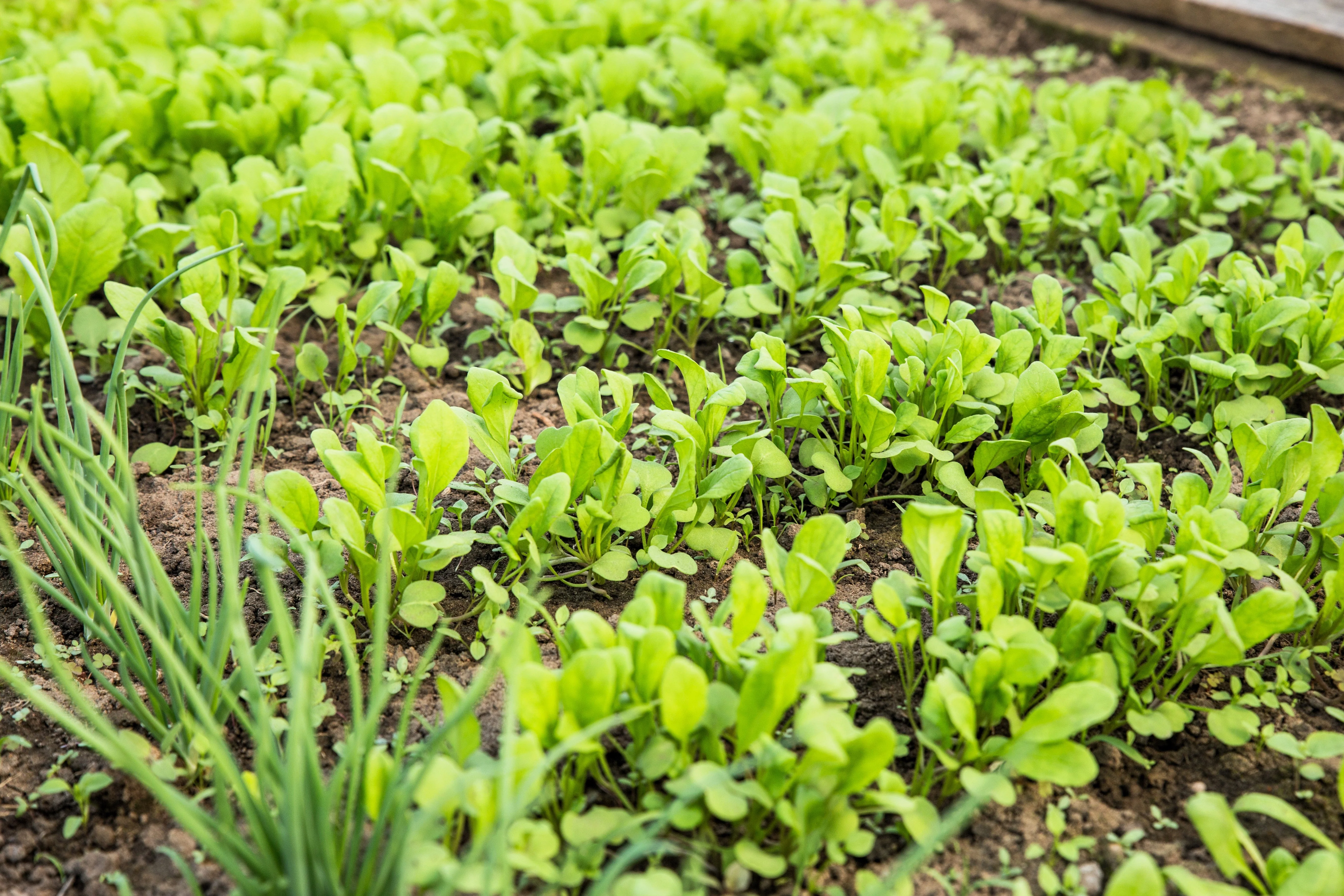 1500 SPINACH MUSTARD TENDERGREEN Komatsuna Greens Brassica Rapa Vegetable Seeds - Image 8
