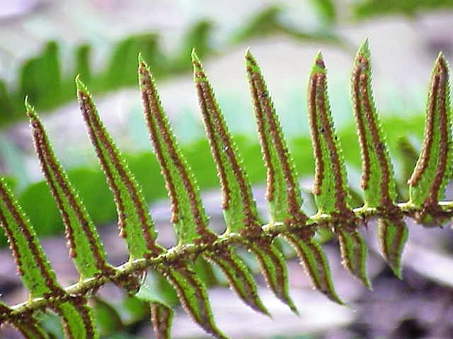 1500 Western SWORD FERN Giant Holly Swordfern Polystichum Munitum Aspidium Solitarium Spores Seeds - Image 7