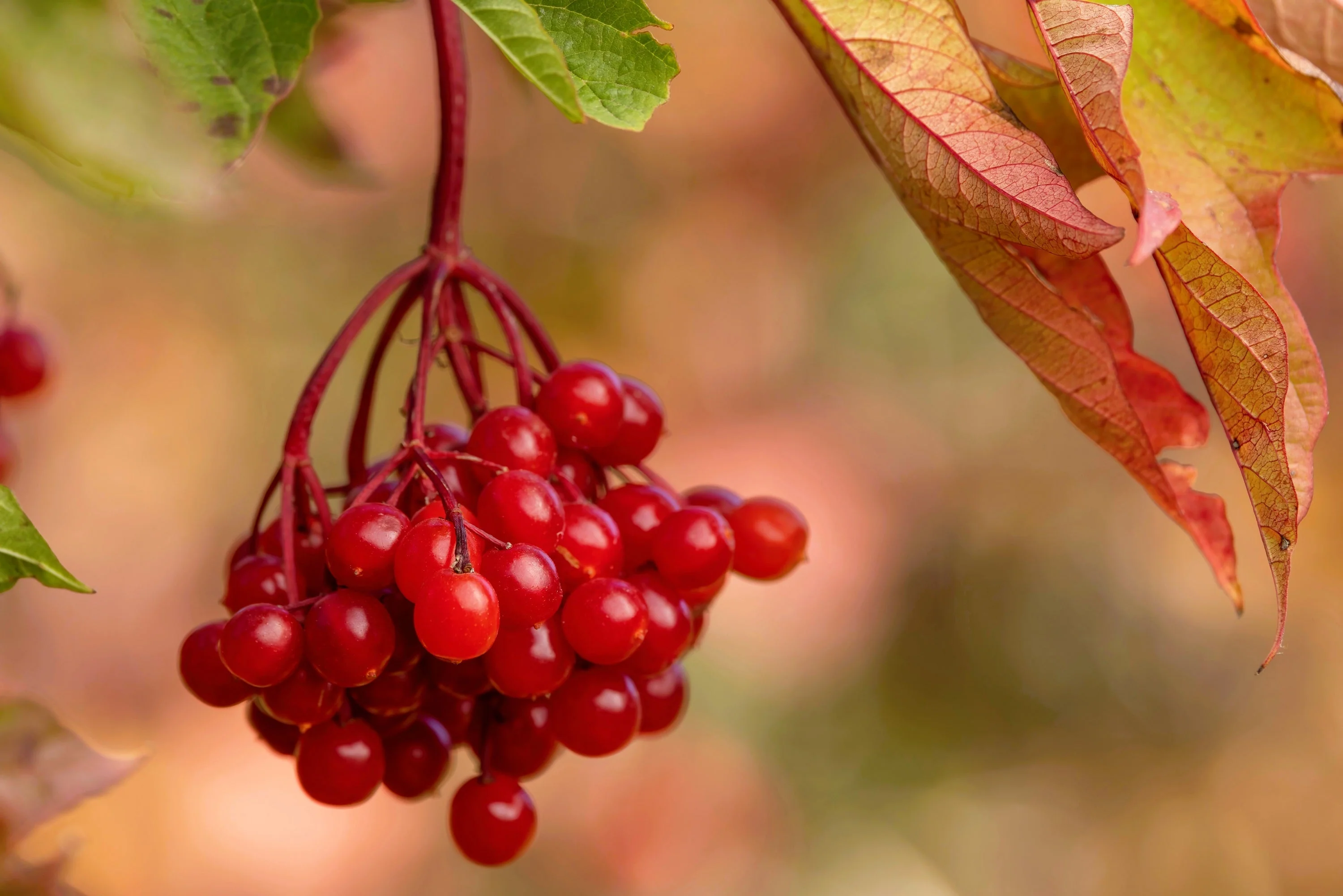 20 AMERICAN HIGHBUSH CRANBERRY Viburnum Trilobum Red Fruit White Flower Shrub Seeds - Image 7