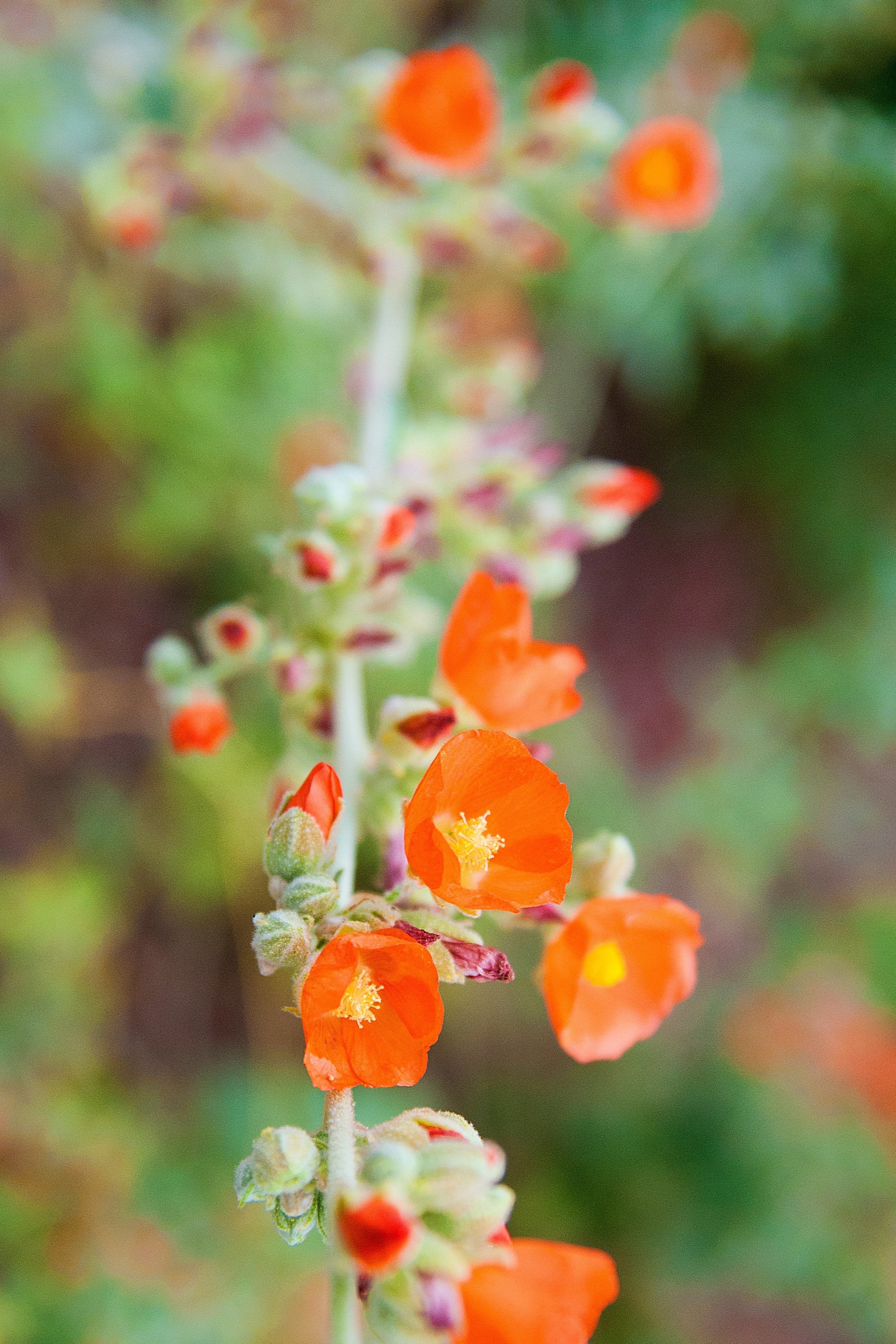20 Apricot DESERT GLOBEMALLOW Mallow Sphaeralcea Ambigua Flower Seeds - Image 9